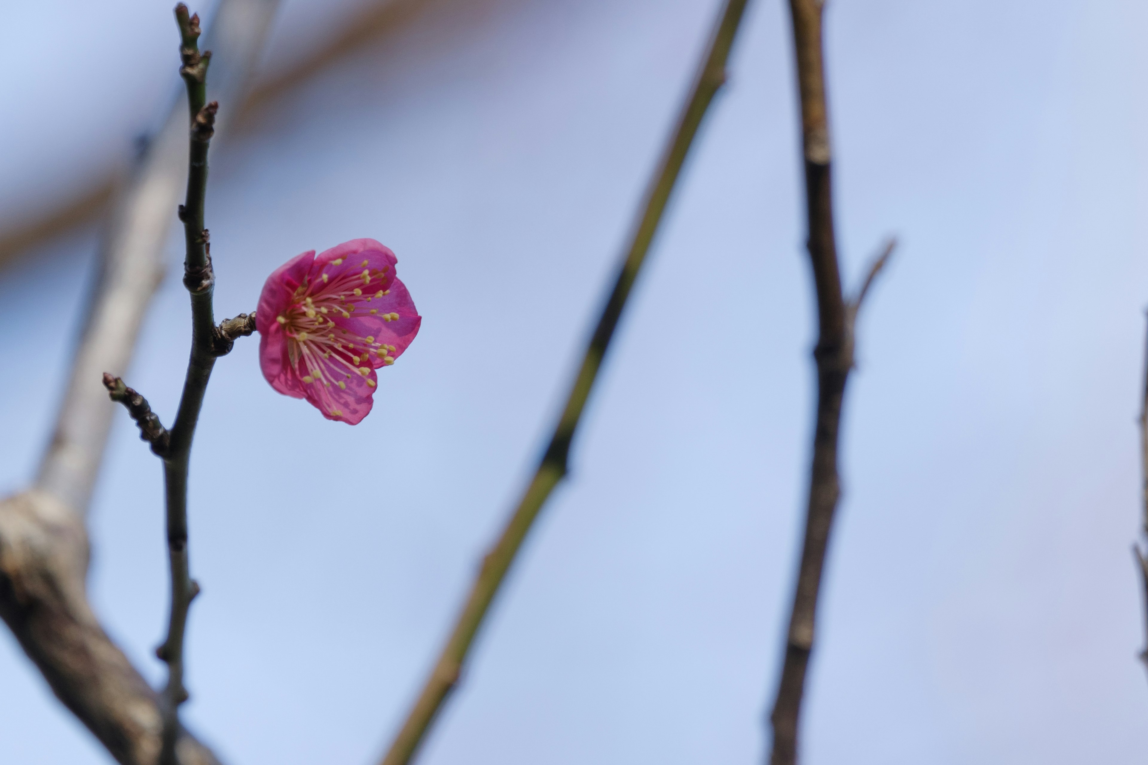 Eine rosa Blume, die an dünnen Ästen mit blauem Hintergrund blüht