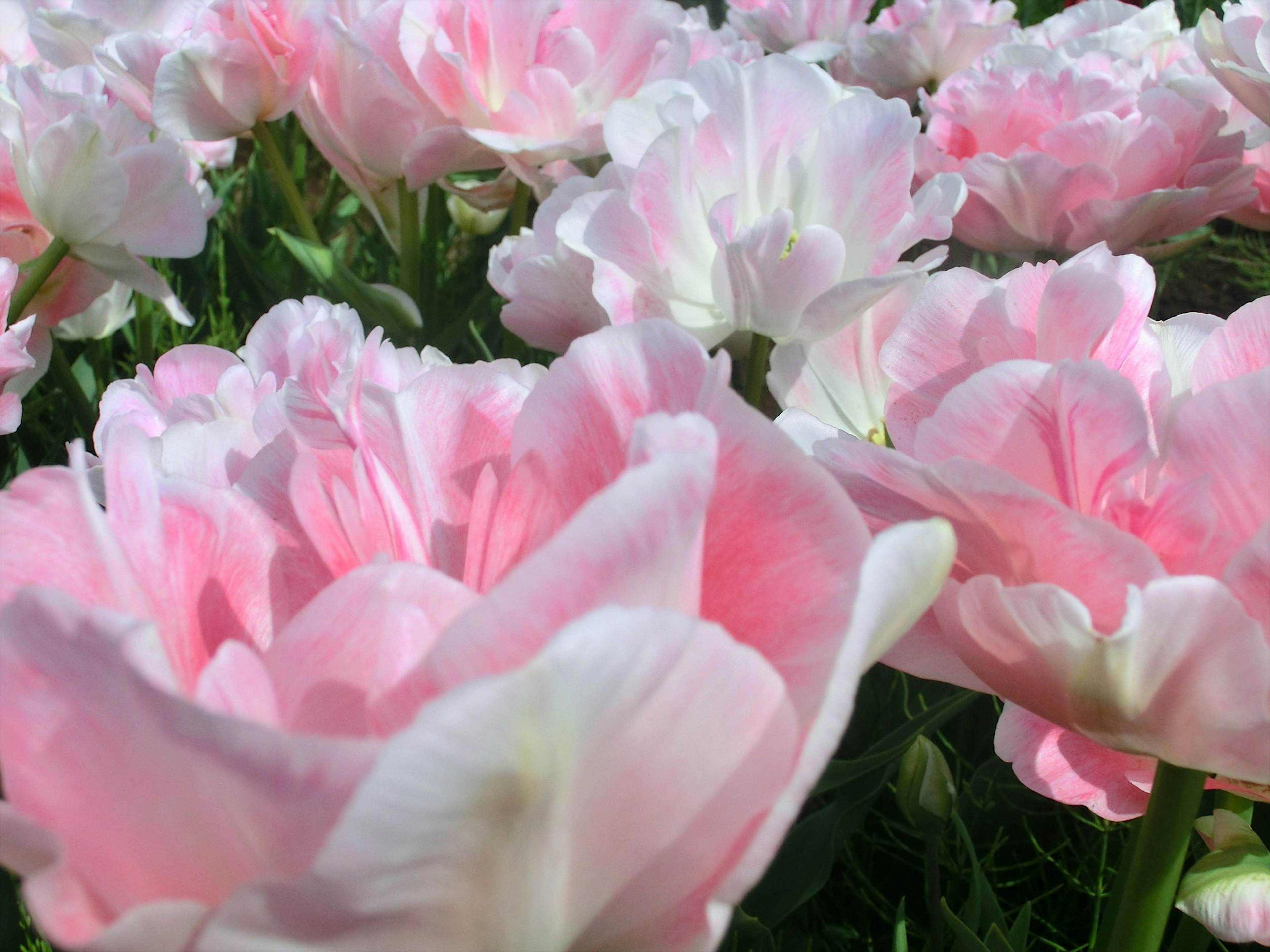 Eine schöne Szene mit blühenden rosa Tulpen