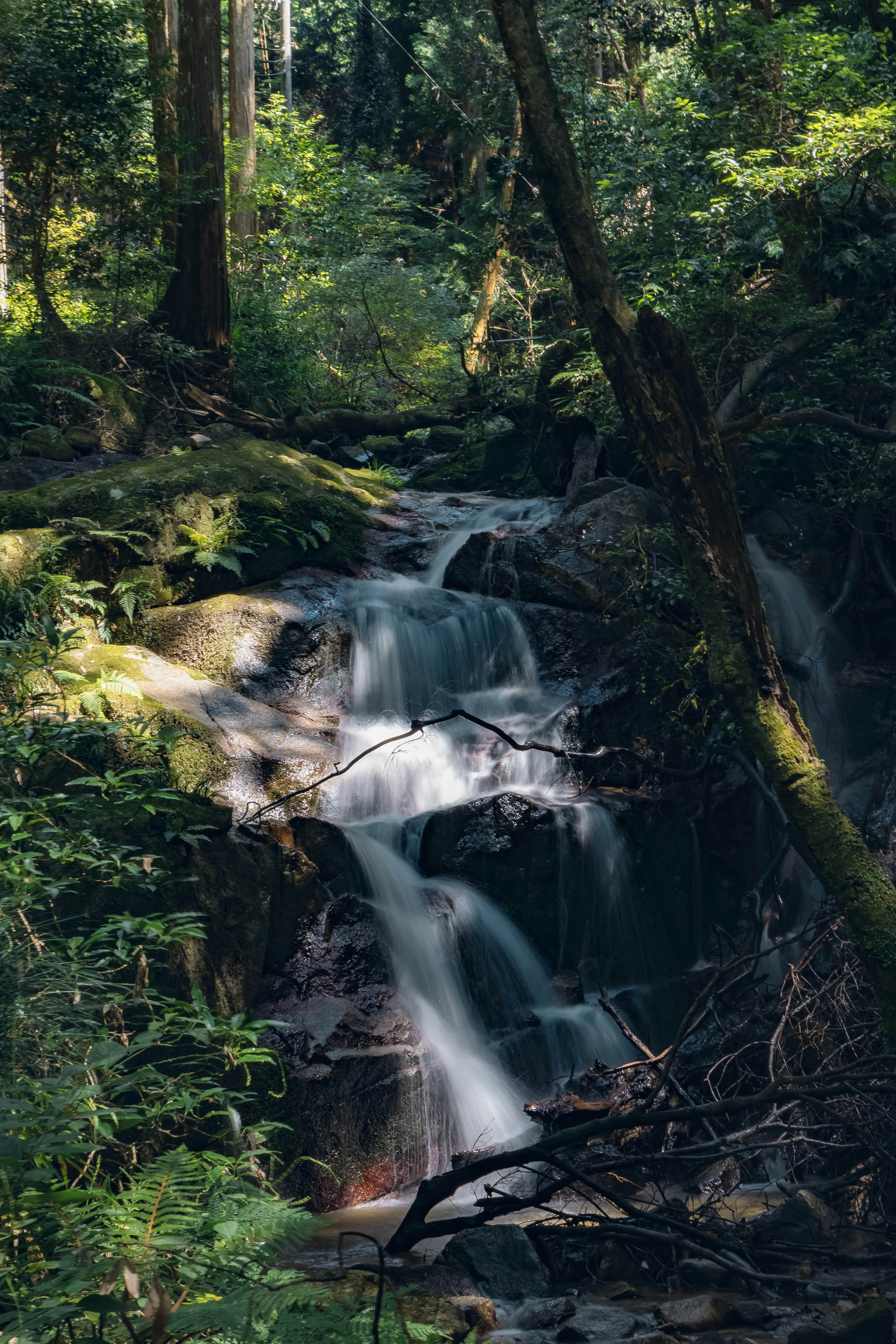 Hermosa cascada fluyendo a través de un bosque verde exuberante