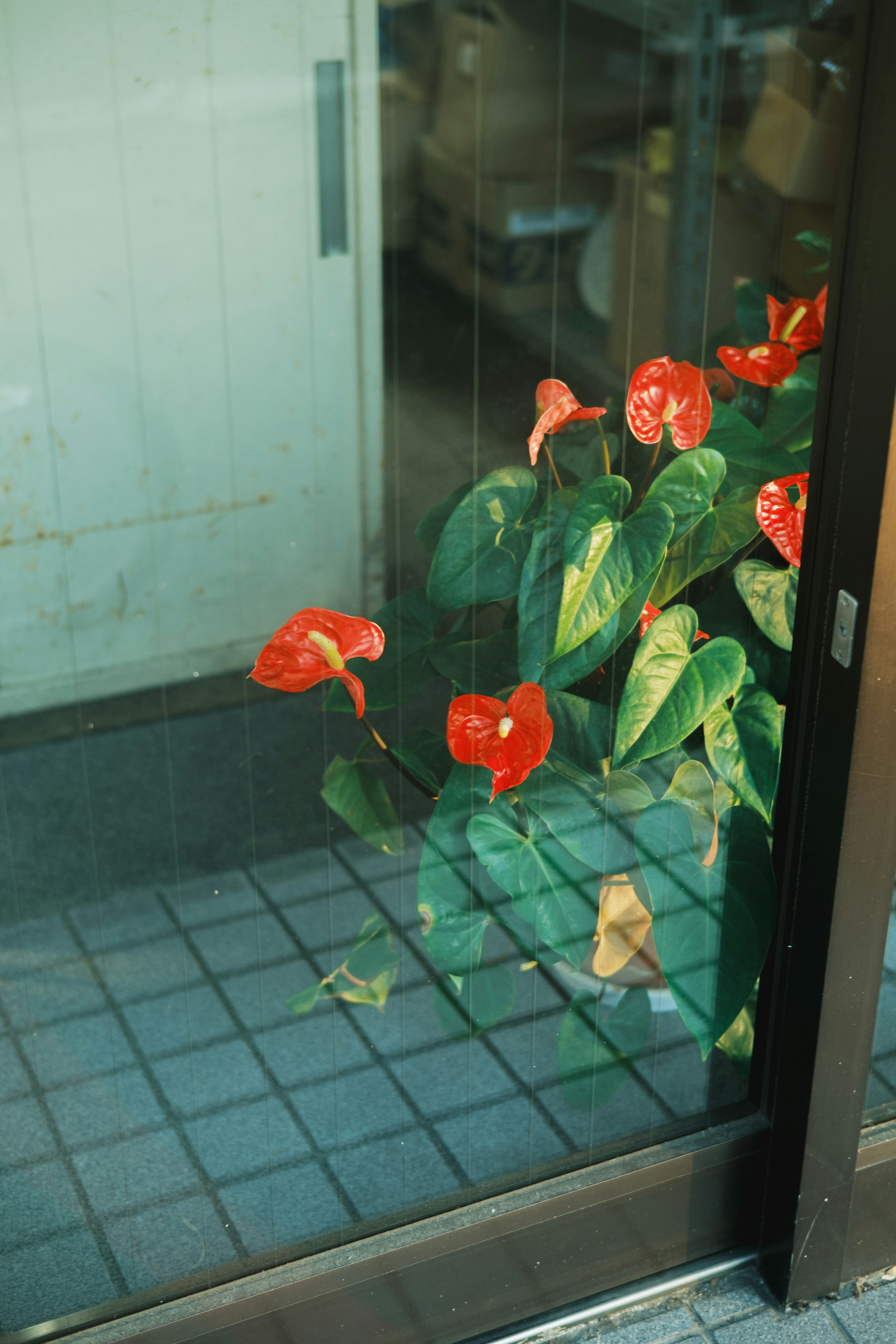 Flores rojas en maceta visibles a través de una puerta de vidrio