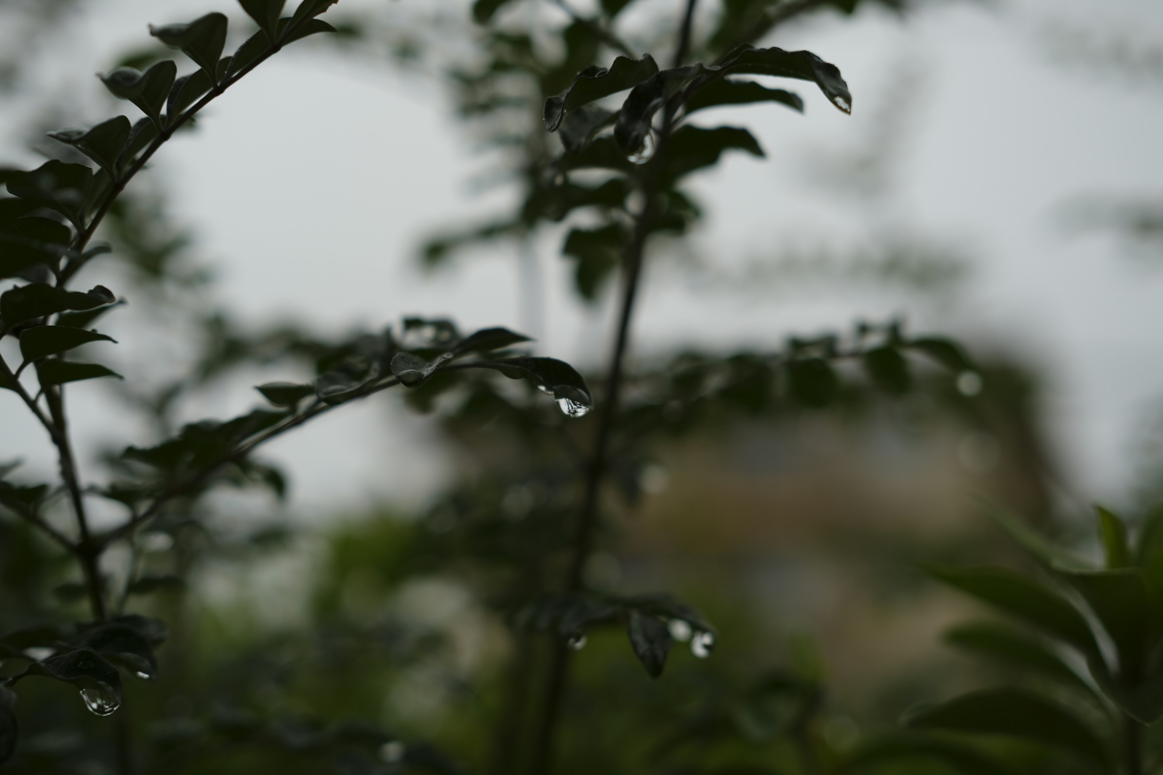 雨水浸濕的葉子特寫和模糊背景