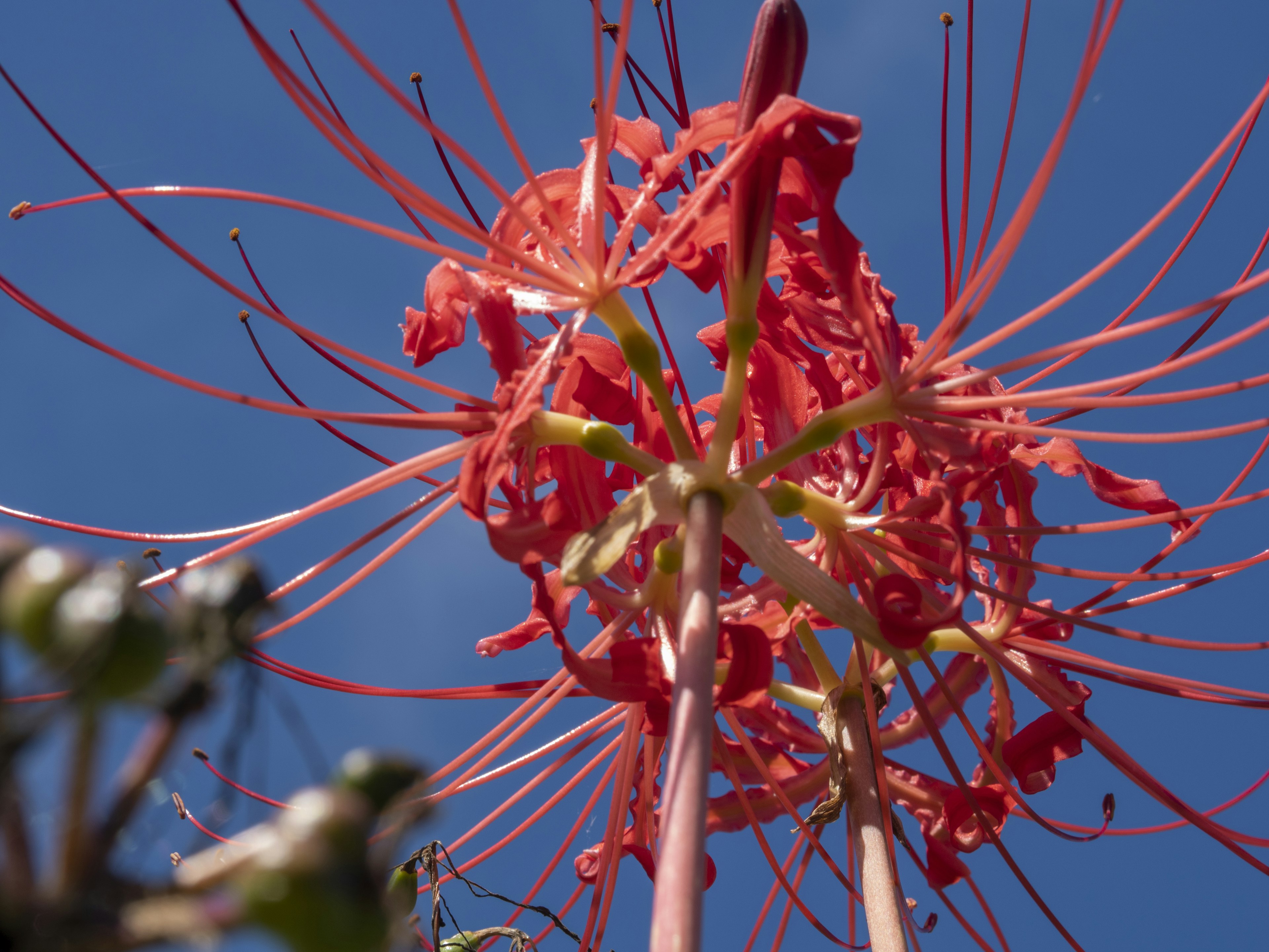 Red flower with long petals against a blue sky