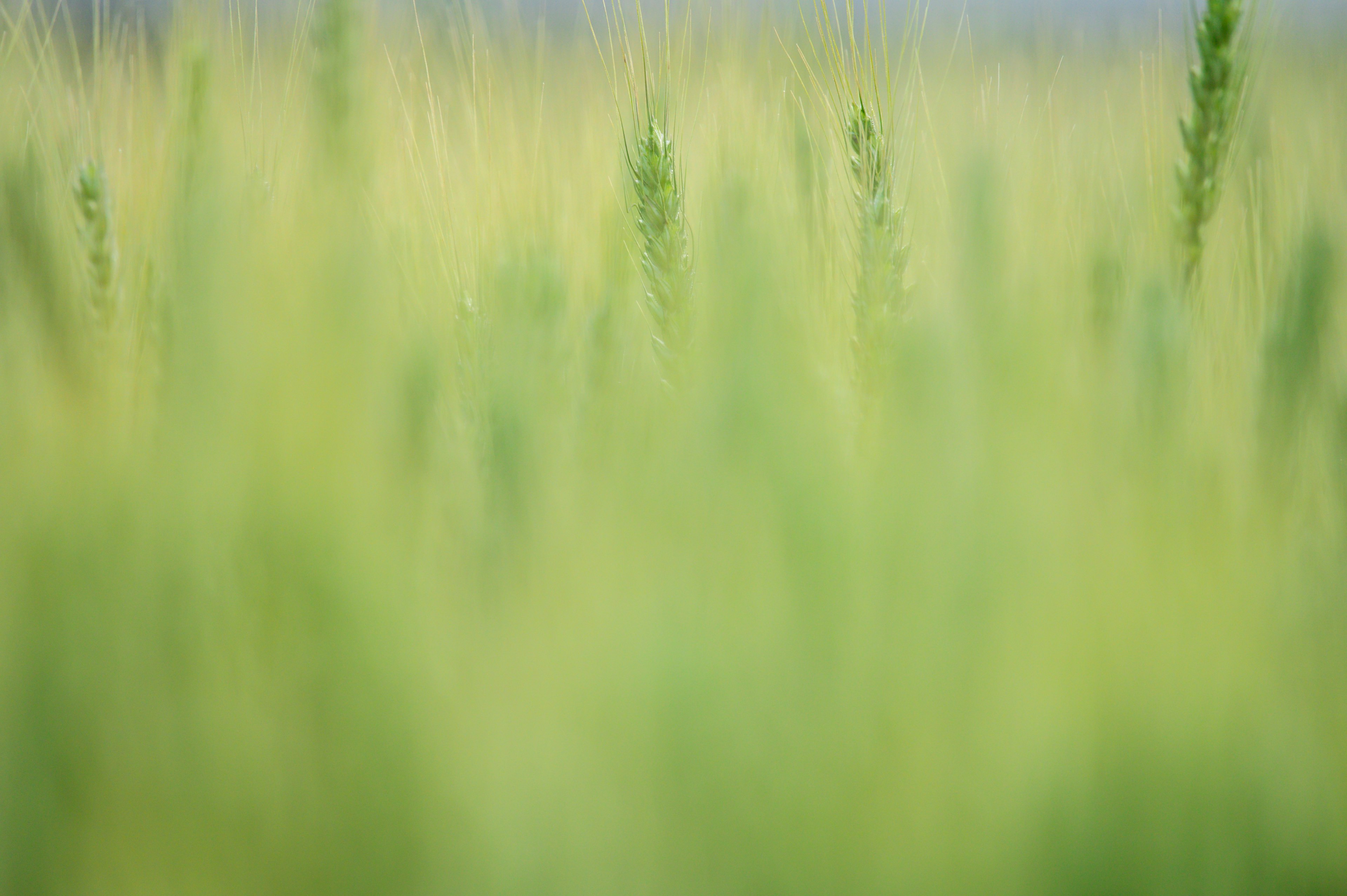 ぼんやりとした緑の草原の写真