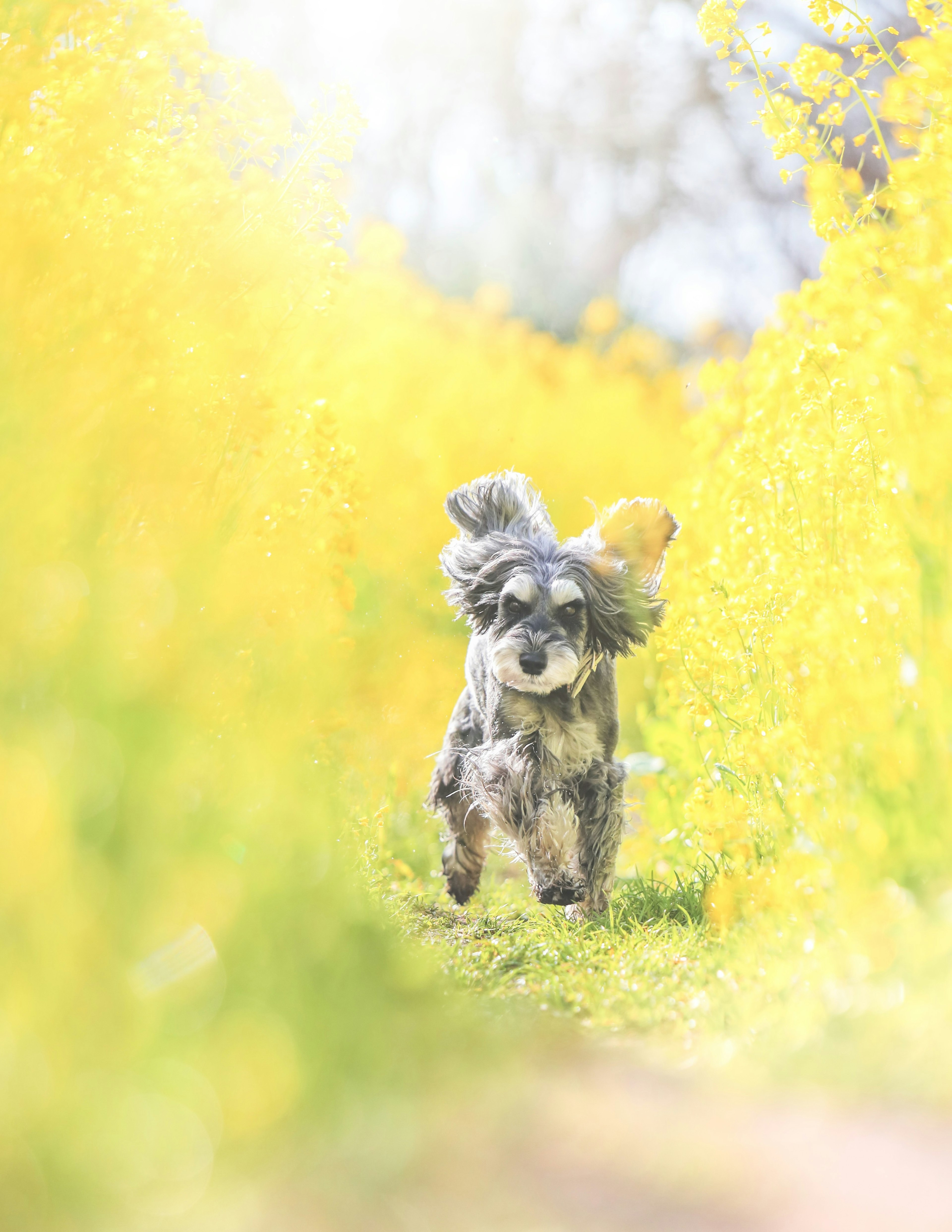 Anjing bermain berlari di ladang bunga kuning