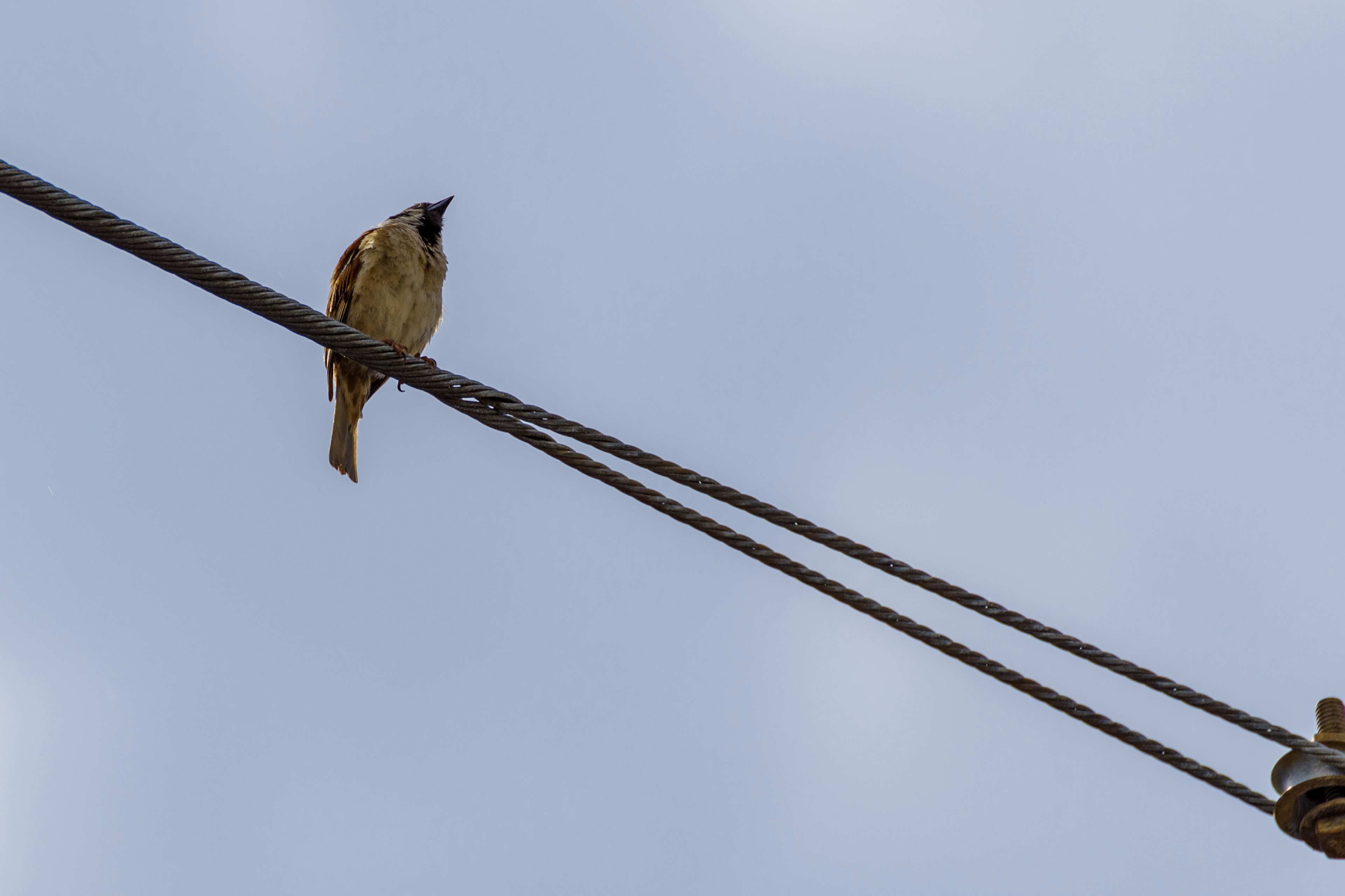 A small bird perched on a wire against a blue sky