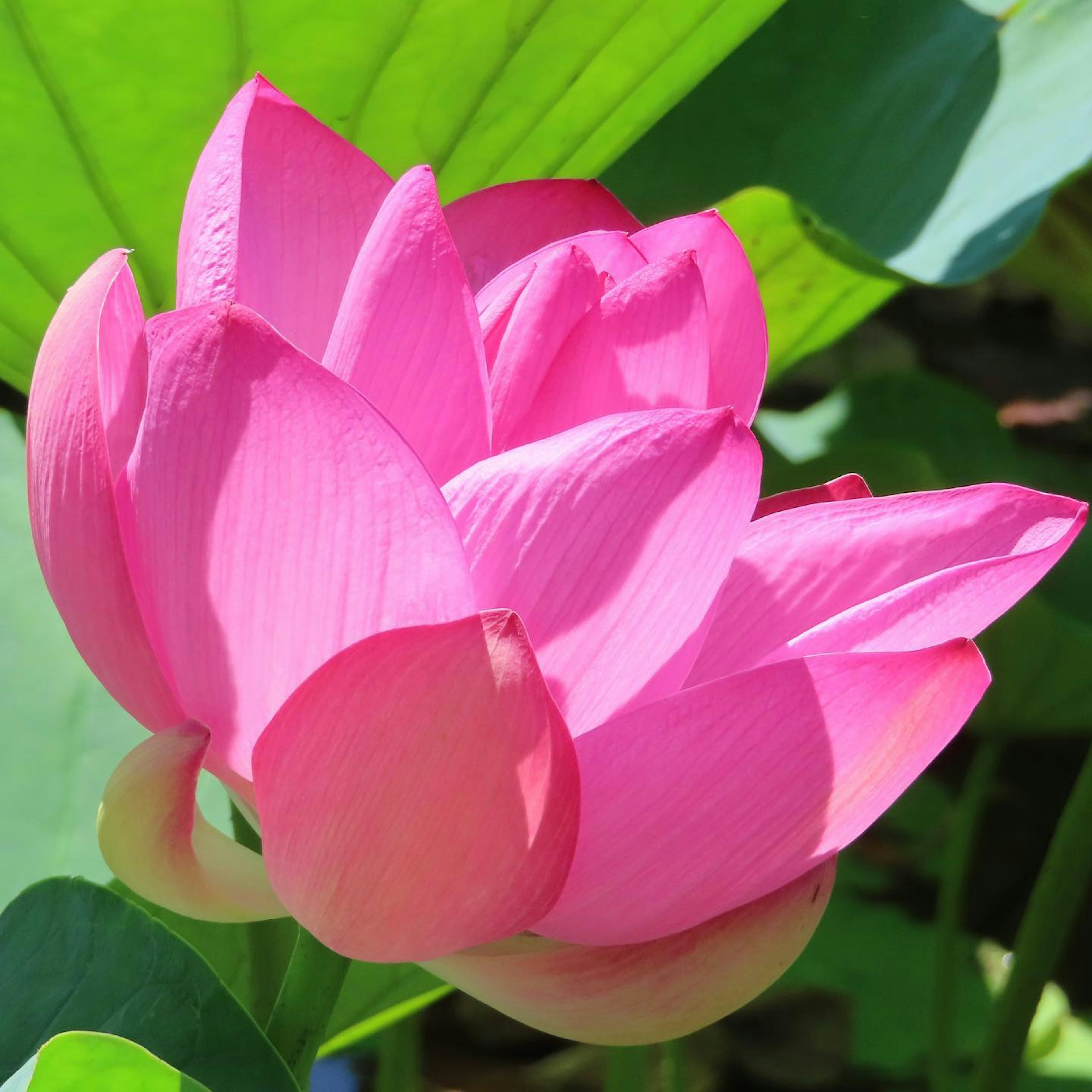 Beautiful pink lotus flower blooming among green leaves