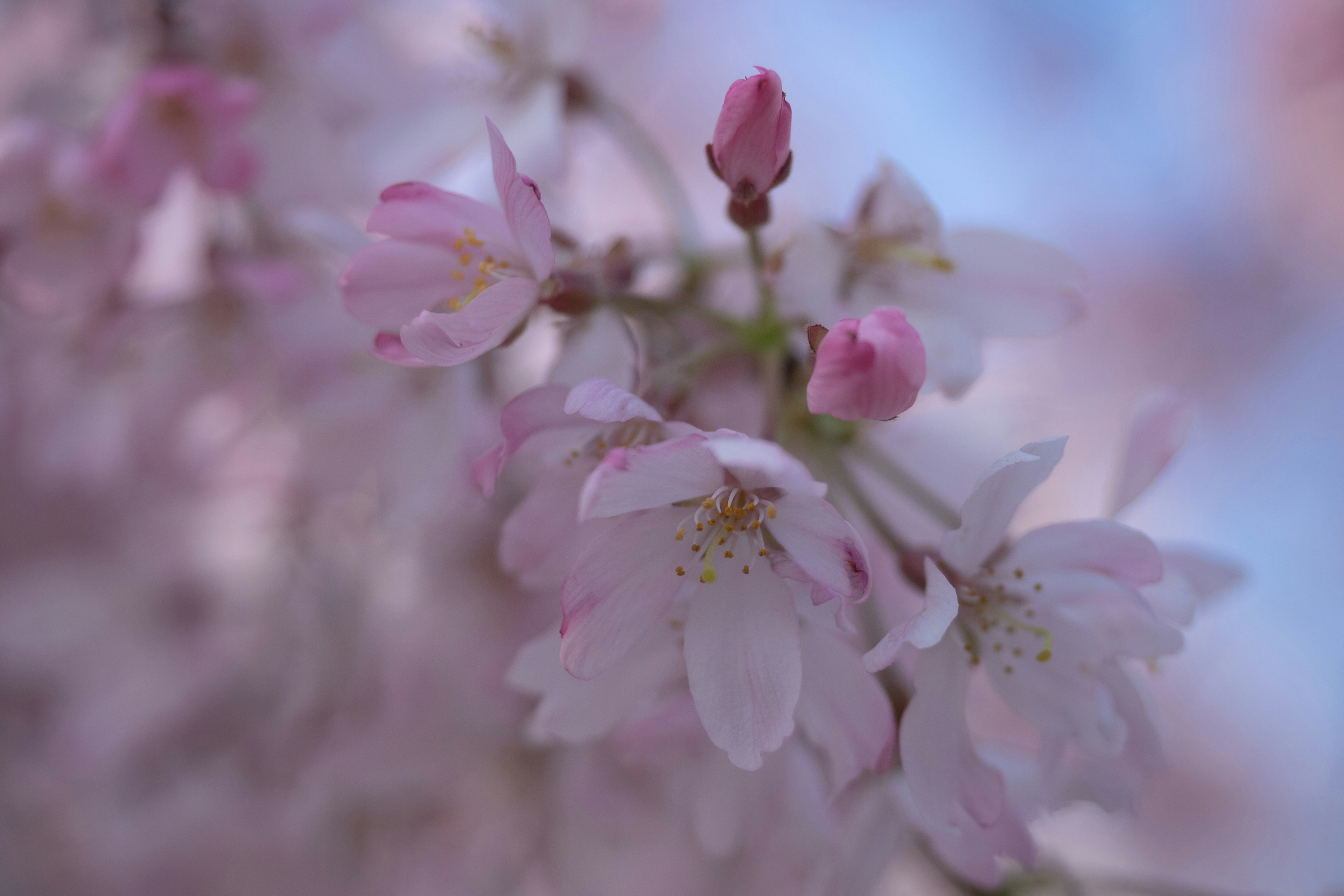 Hermosas flores de cerezo en plena floración