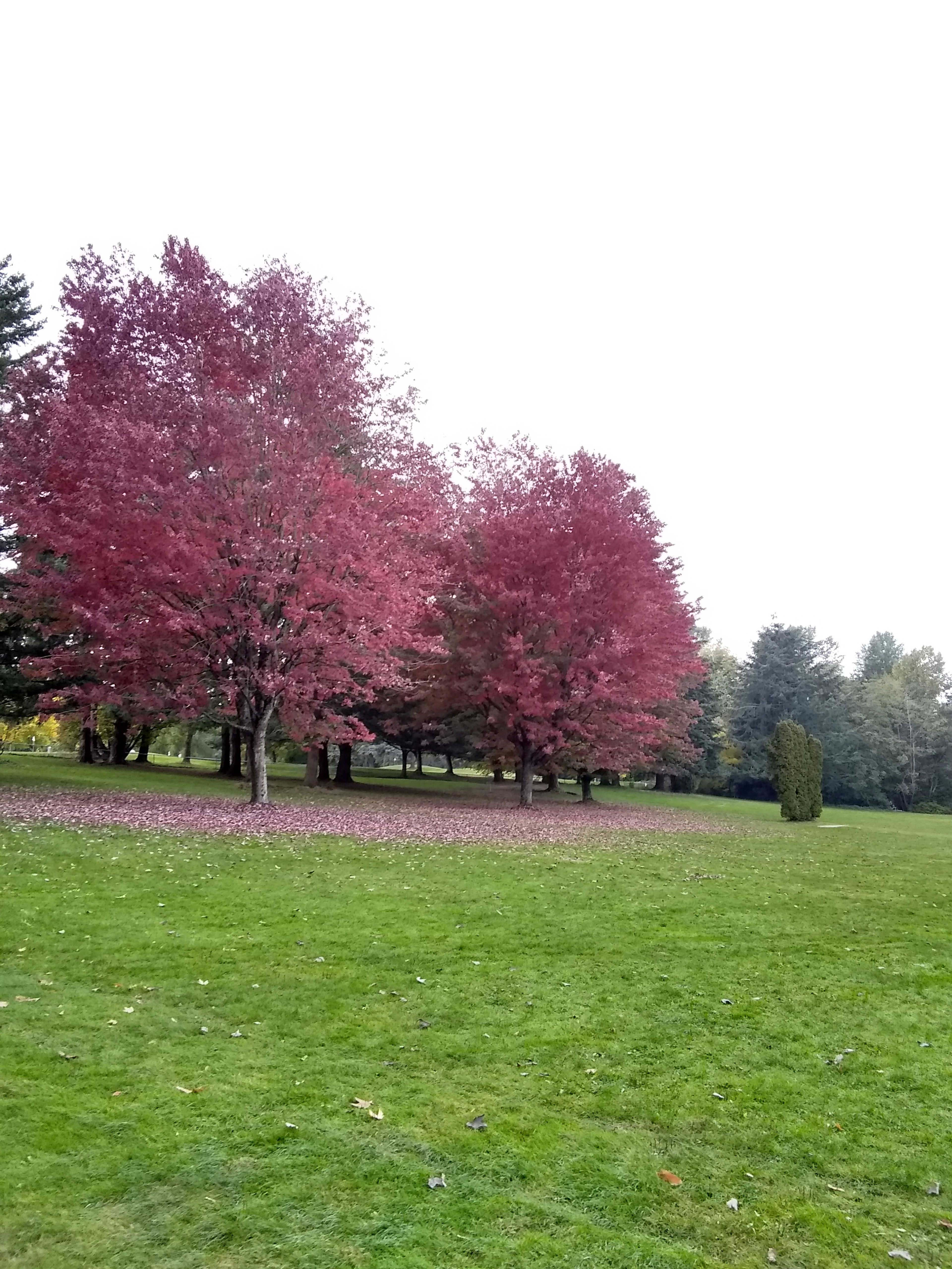 Park landscape with vibrant red-leaved trees