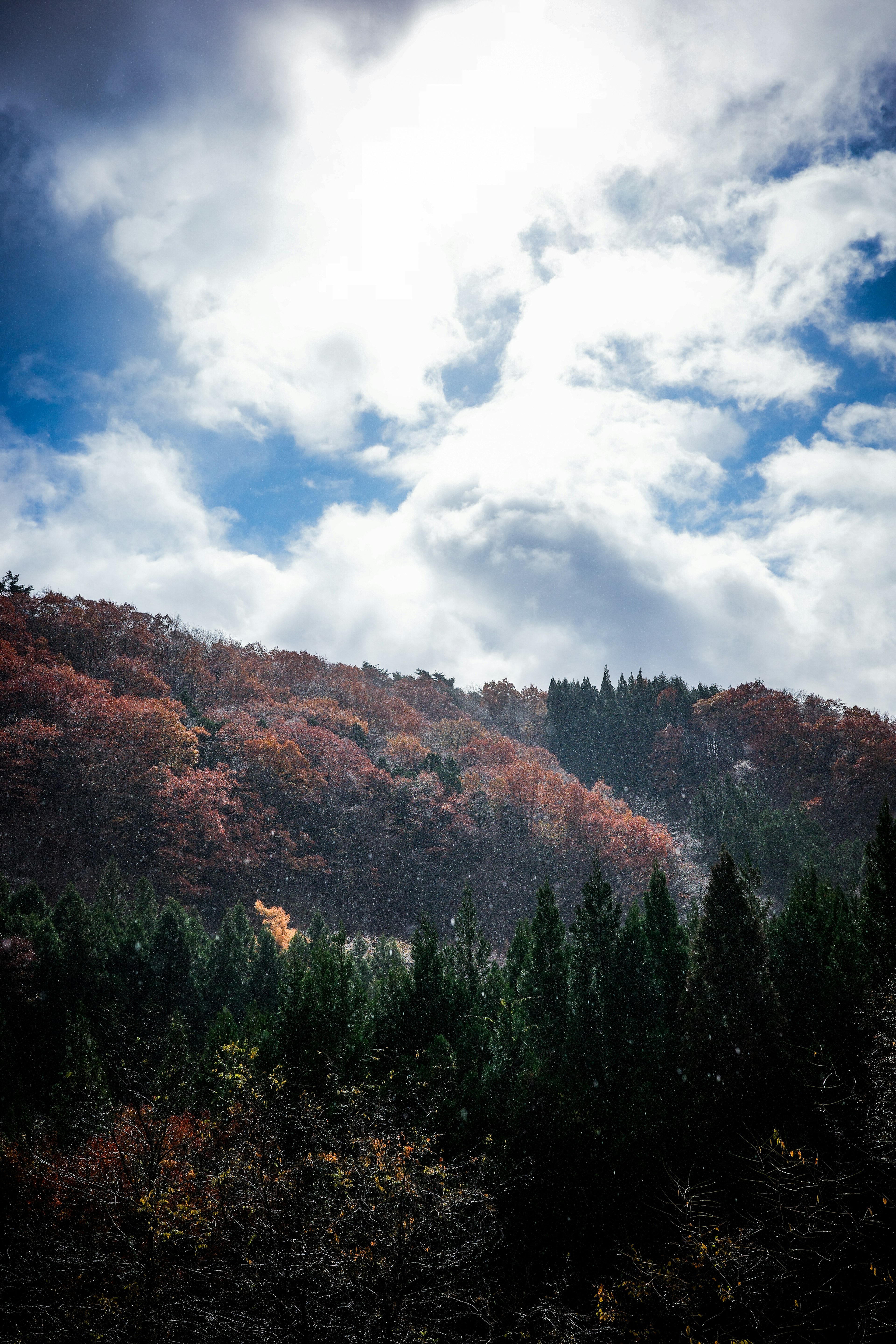 色とりどりの秋の木々が広がる山の風景