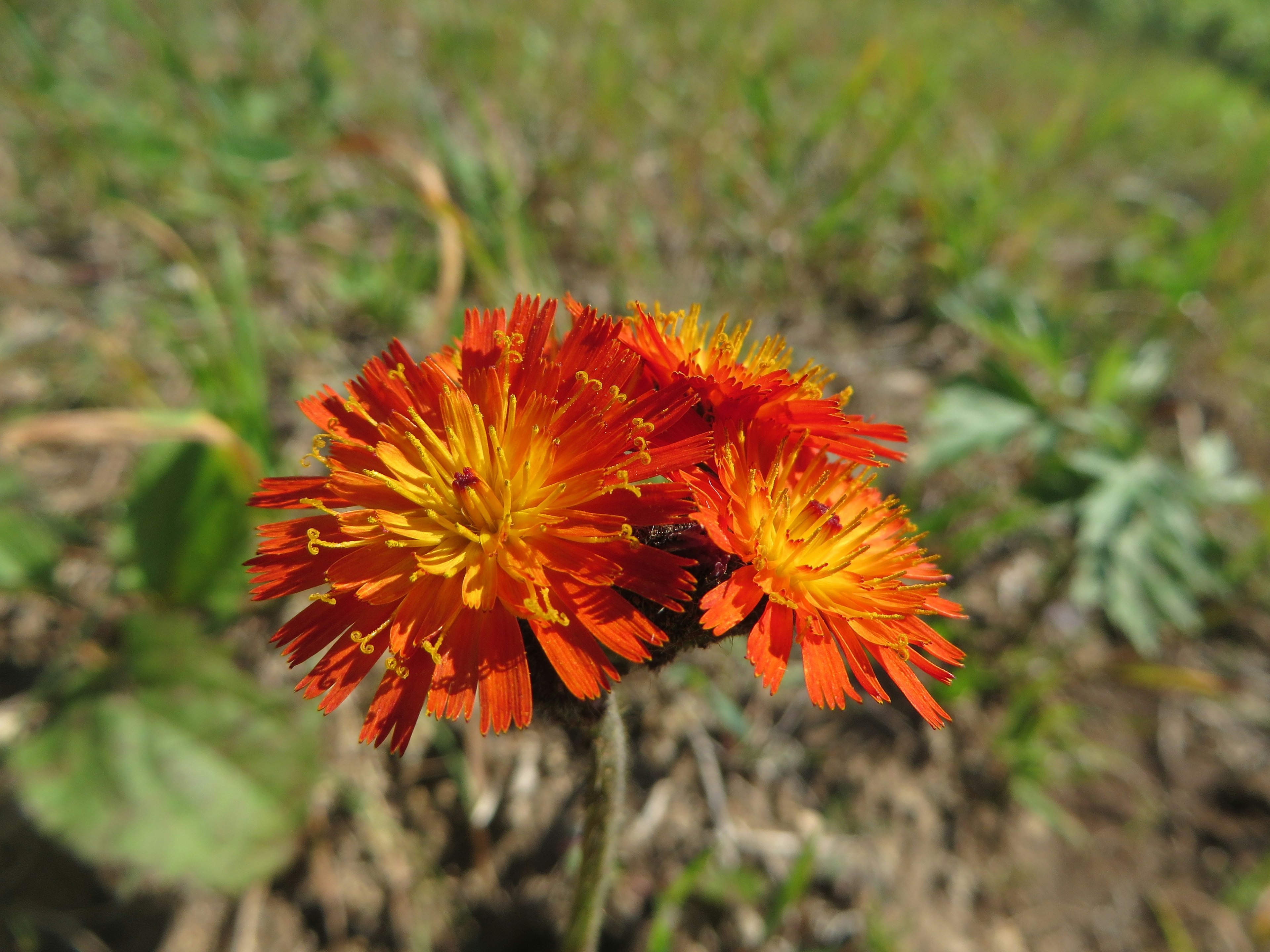 Fleurs vibrantes orange et jaune poussant dans un champ herbeux