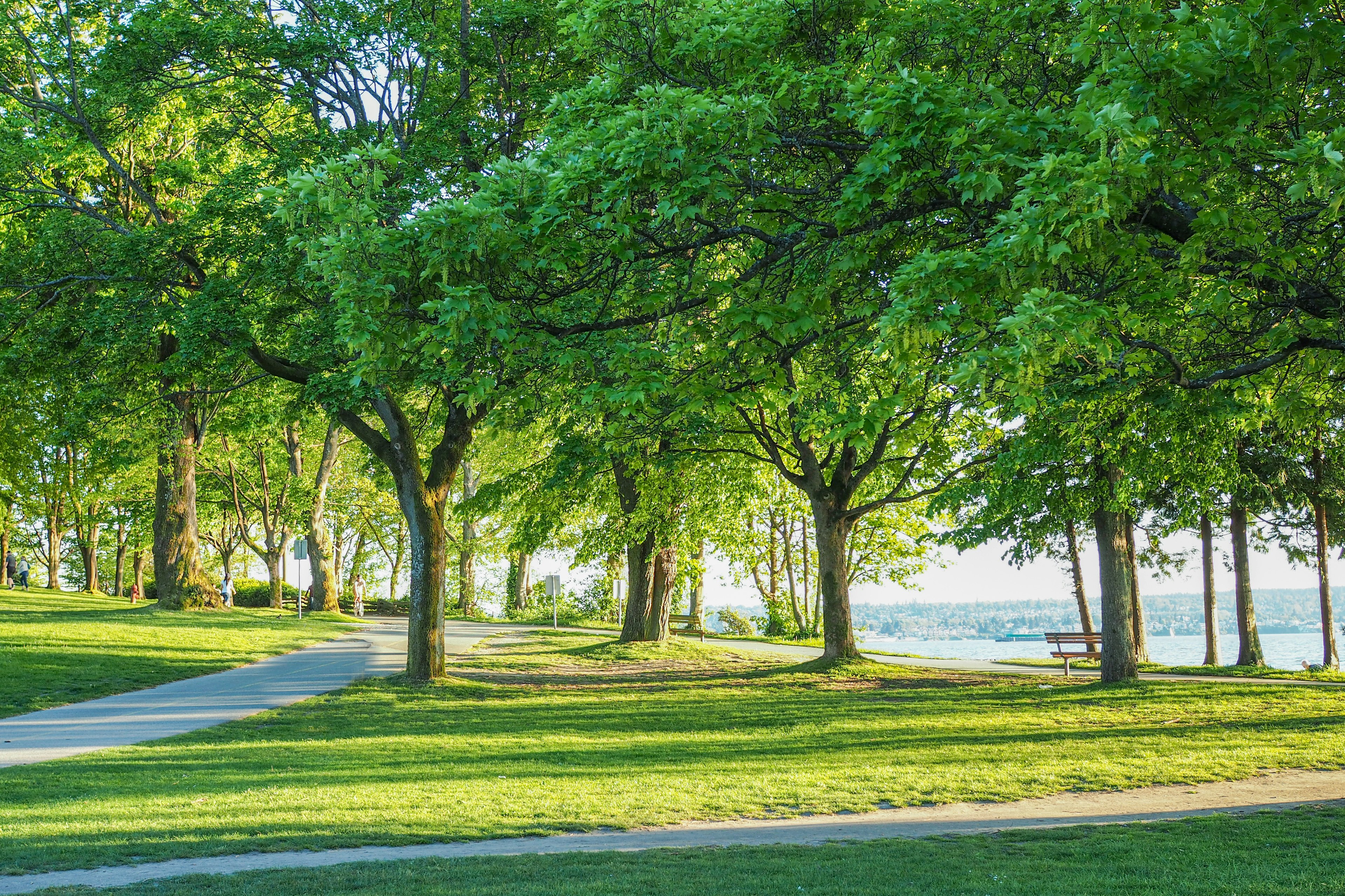 Üppige grüne Parklandschaft mit Bäumen und Weg