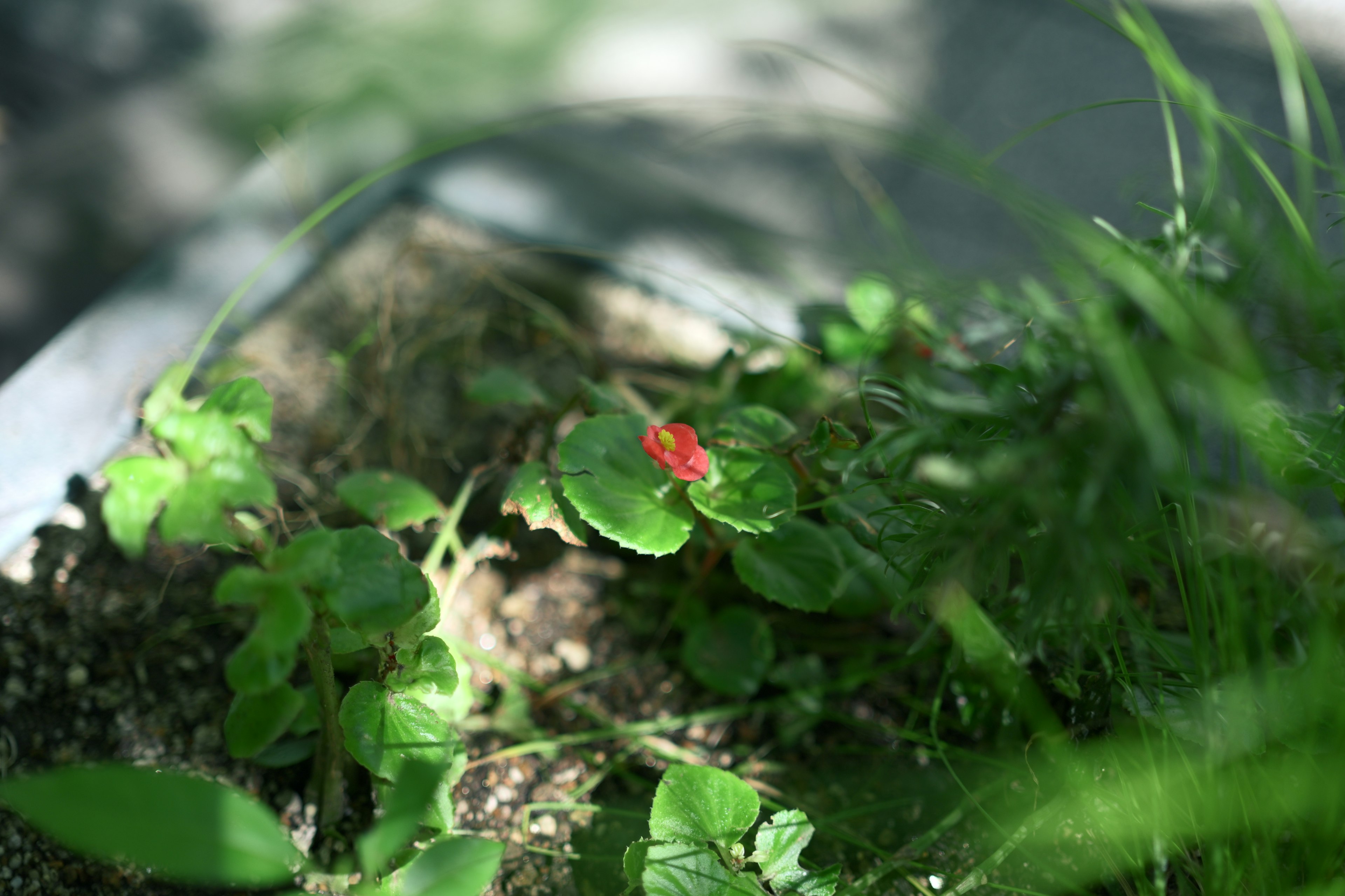 Close-up of a plant featuring green leaves and a red flower