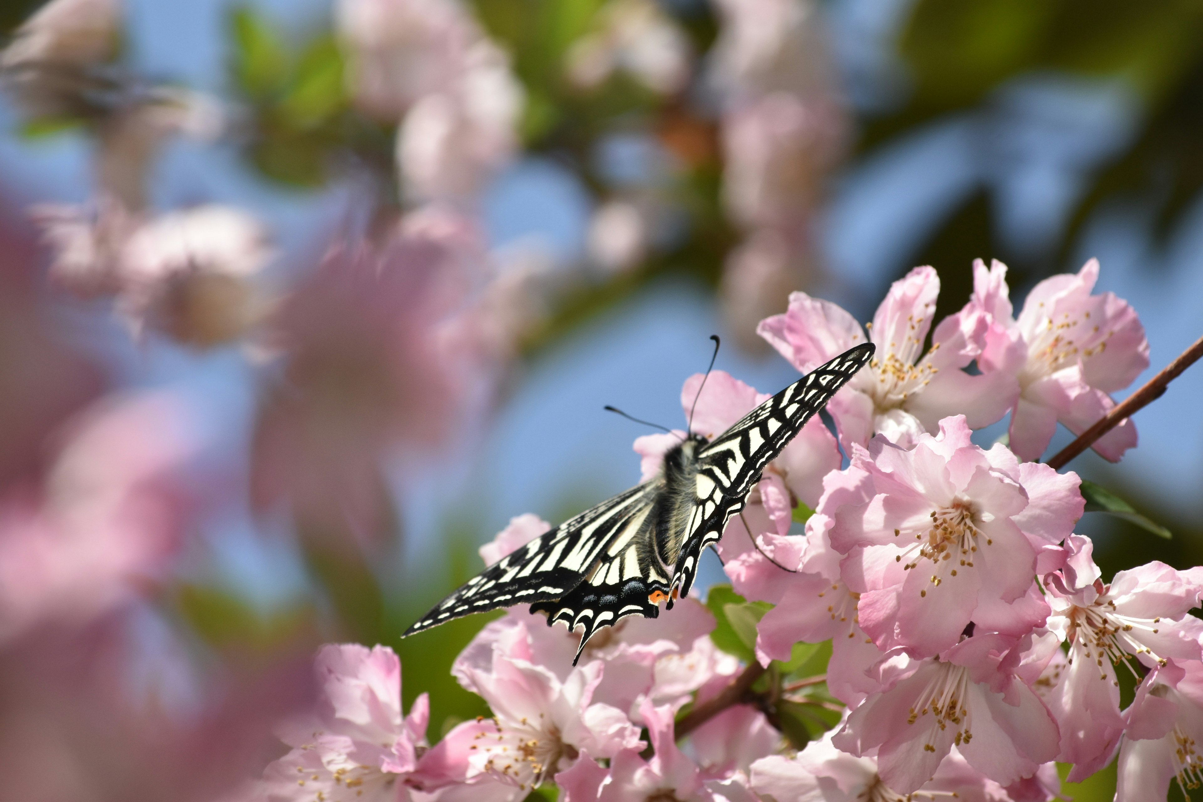 桜の花の間にとまる美しい蝶