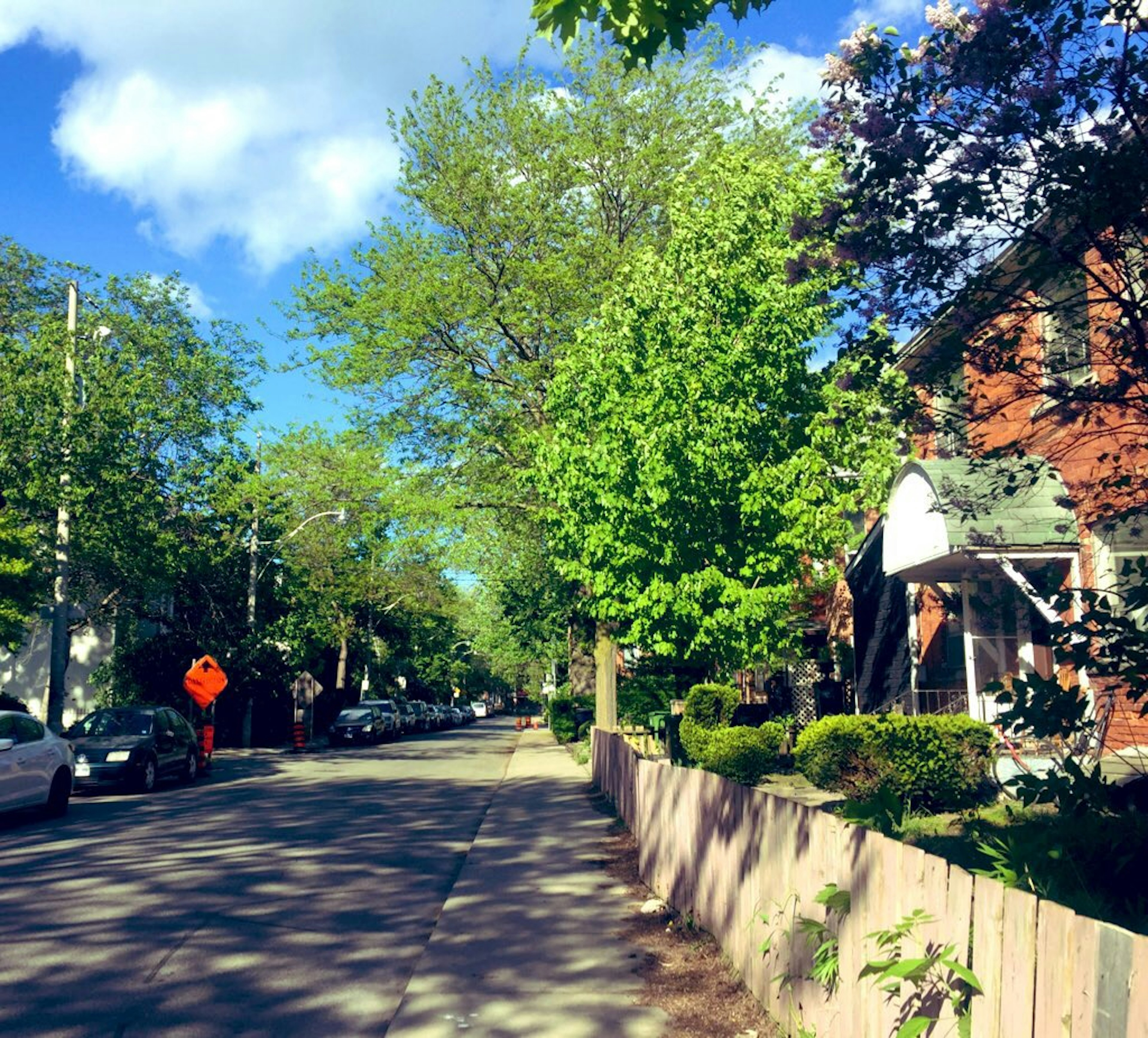 Lush green street with houses and trees