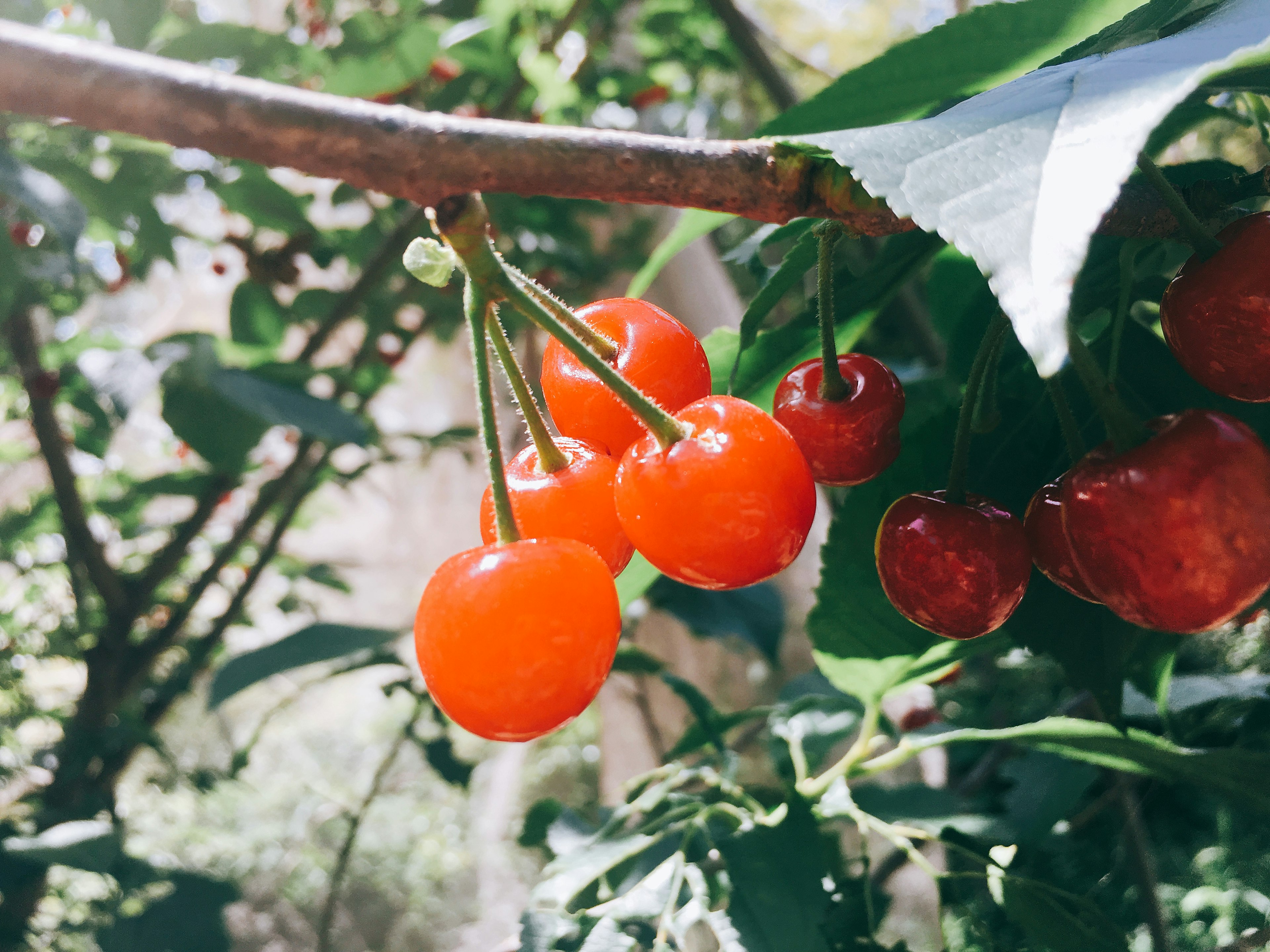 Red cherries hanging from a branch