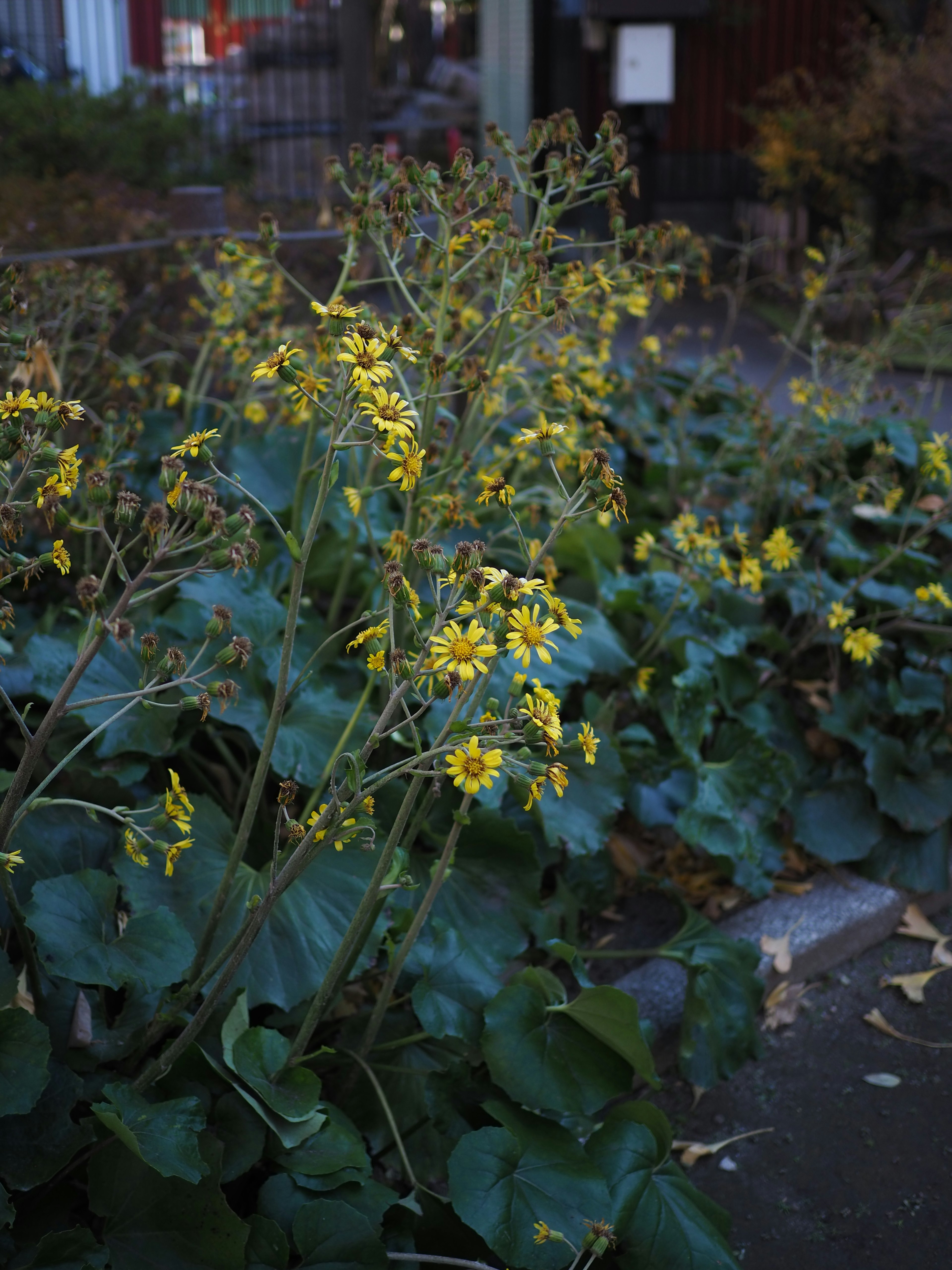 Une scène avec des fleurs jaunes épanouies parmi des feuilles vertes