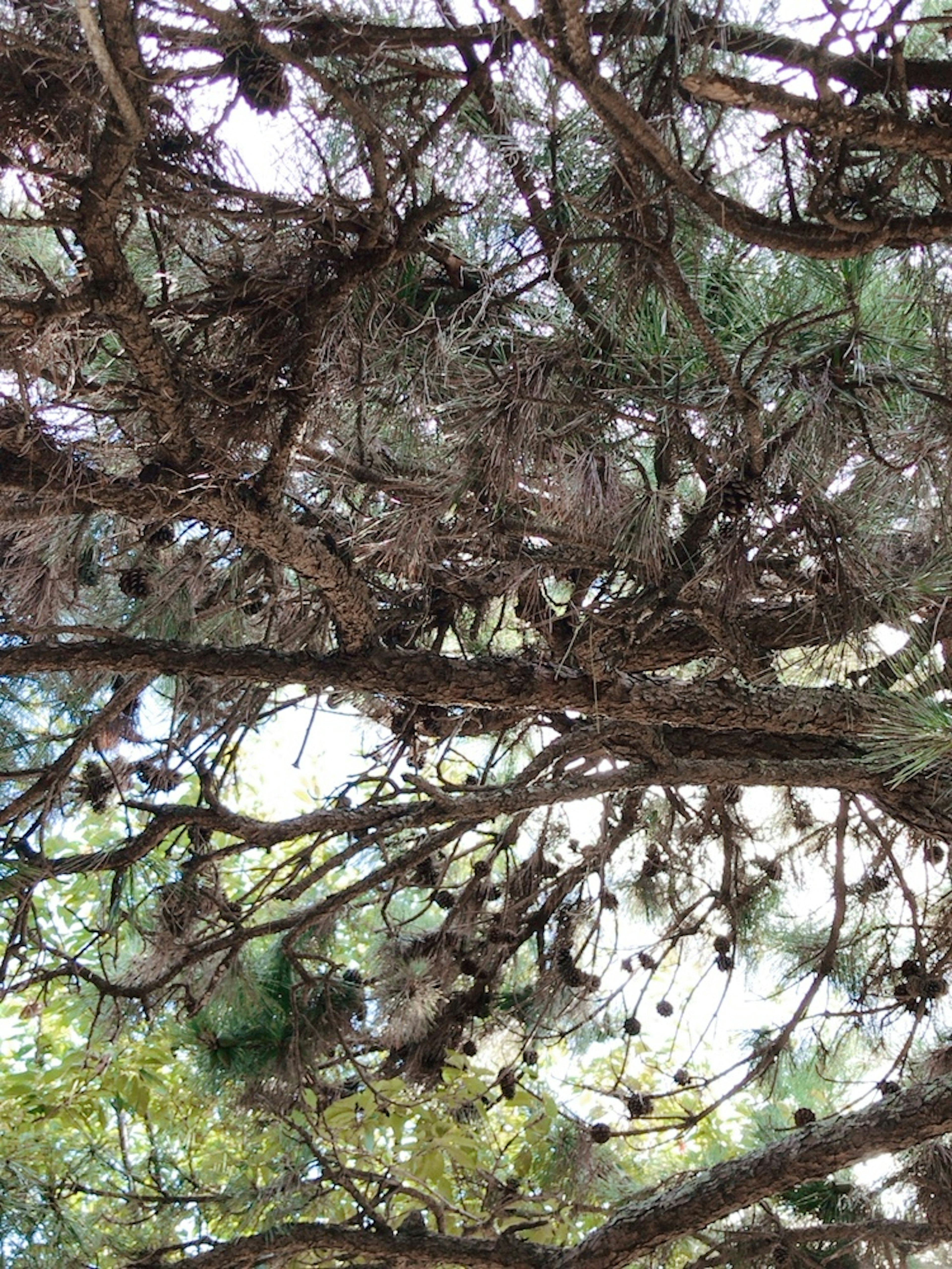 Pine tree branches with pine cones in a natural setting