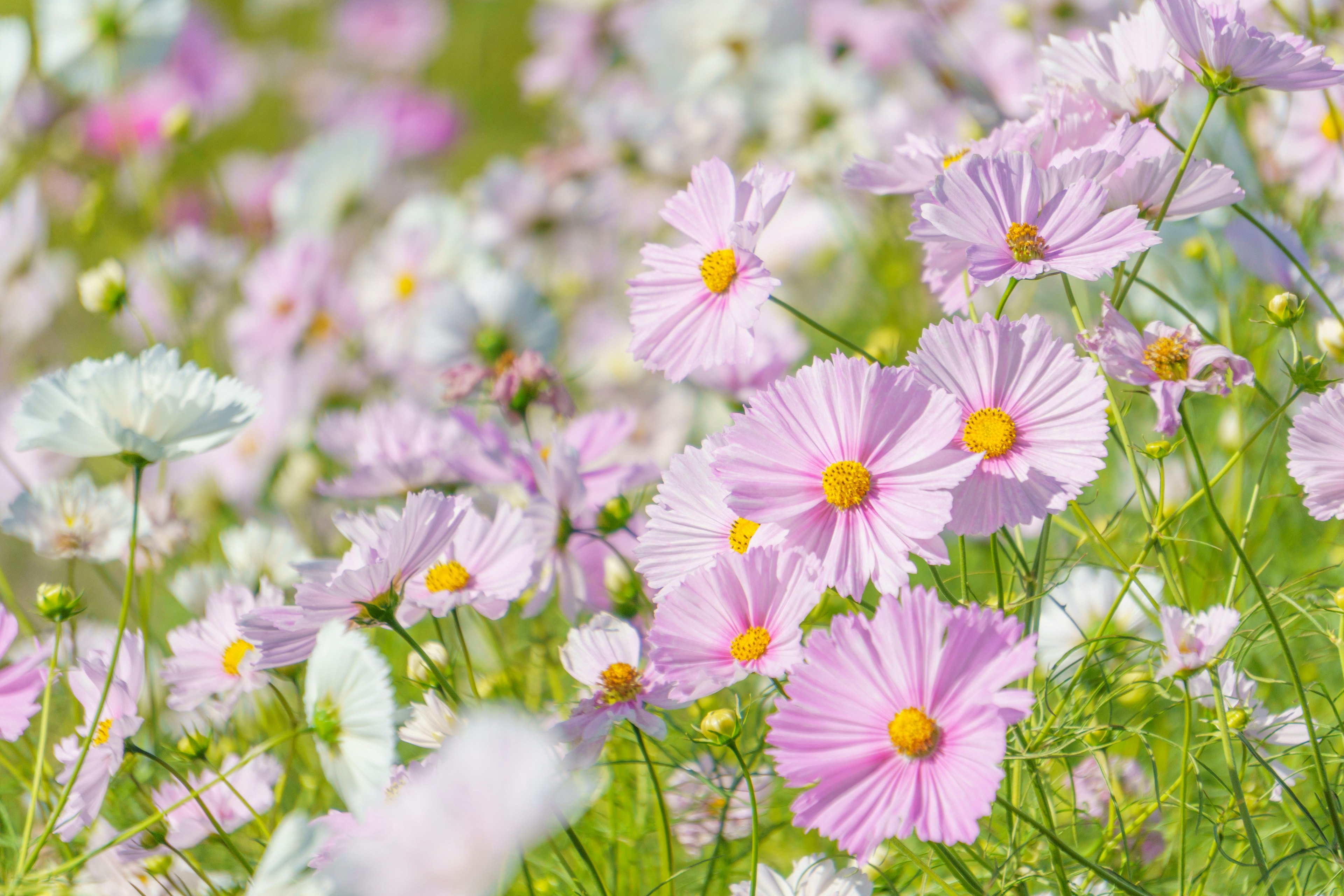 Bellissimo paesaggio con fiori colorati in fiore