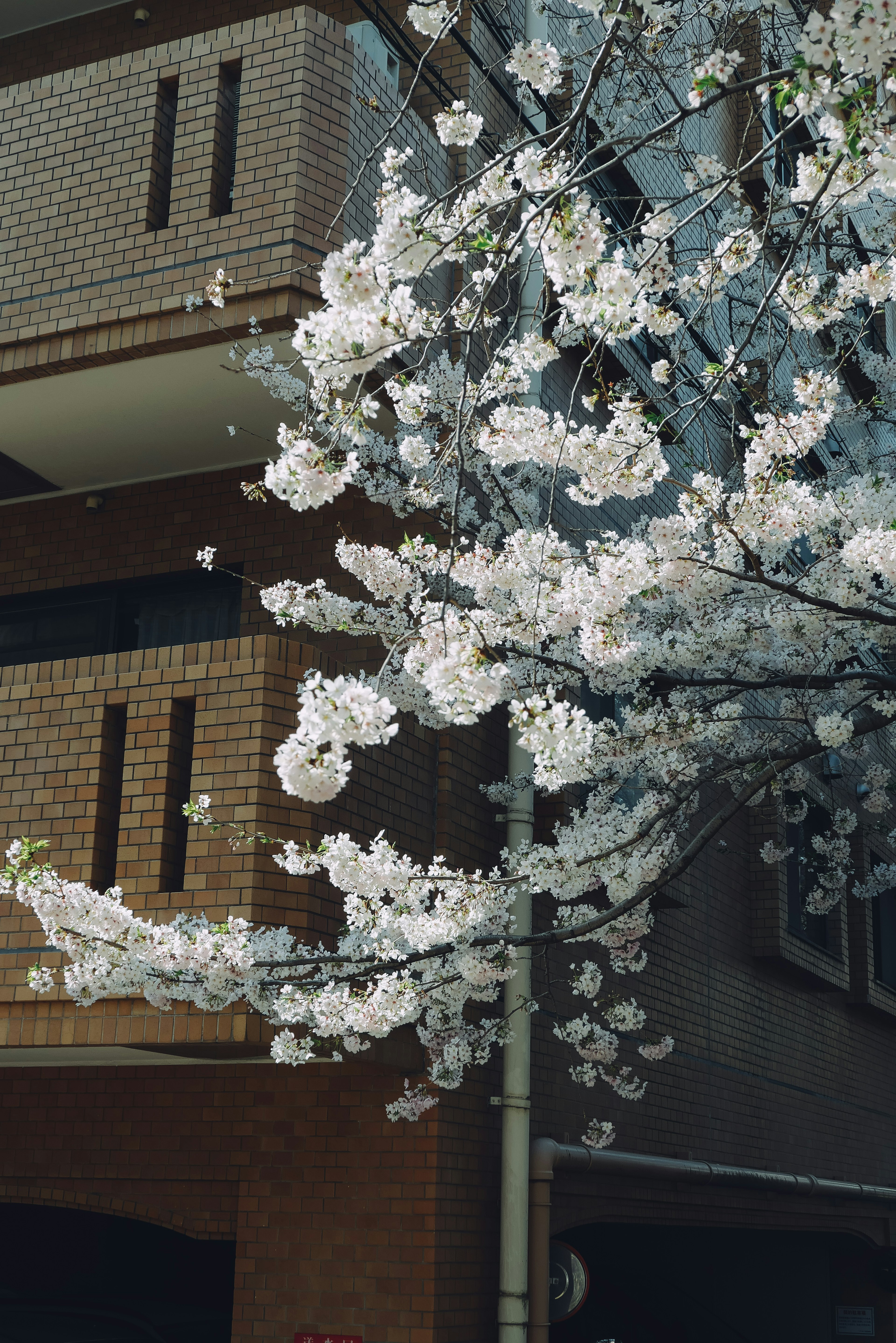 Un albero con fiori di ciliegio bianchi davanti a un edificio