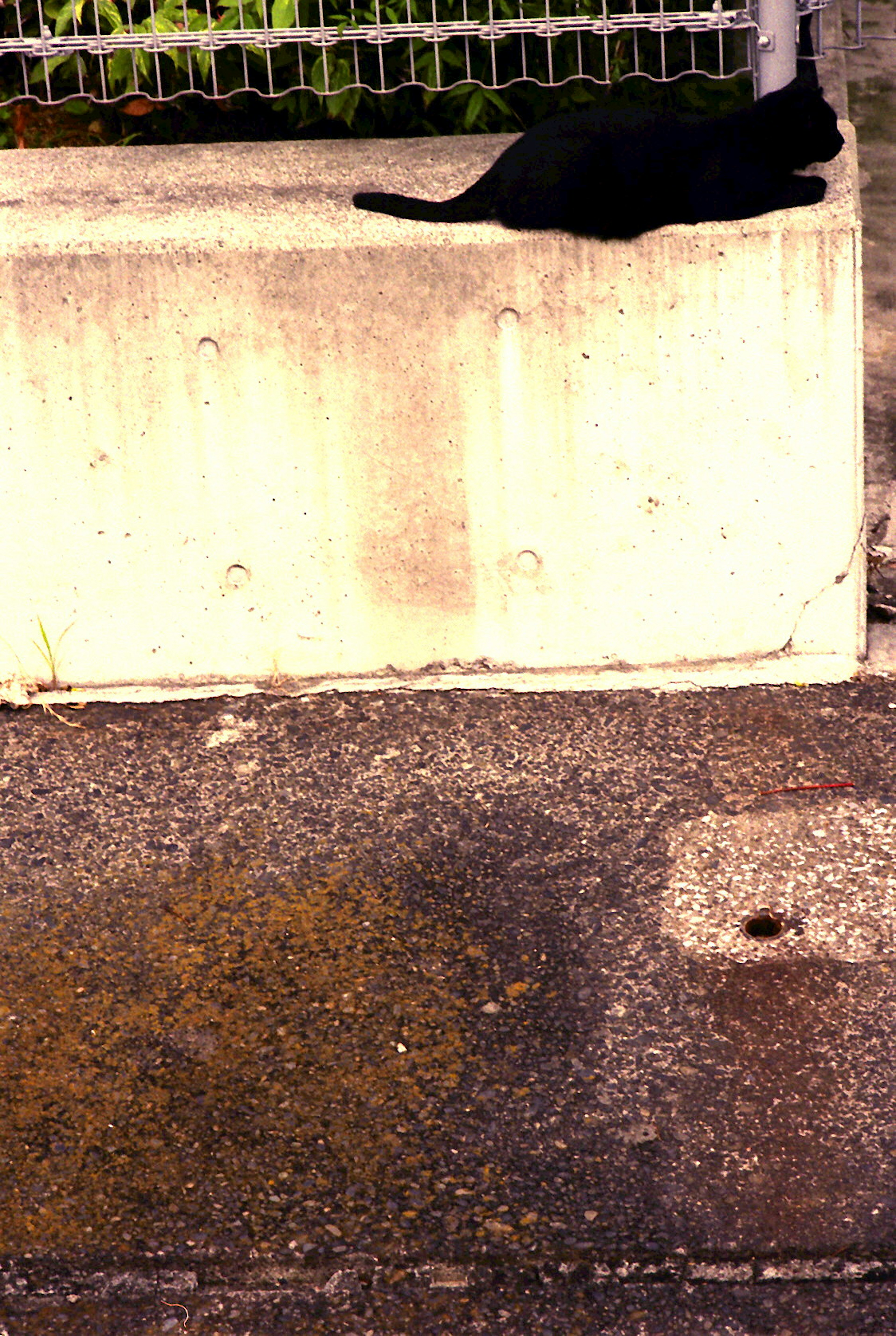 Un chat noir couché sur une surface en béton