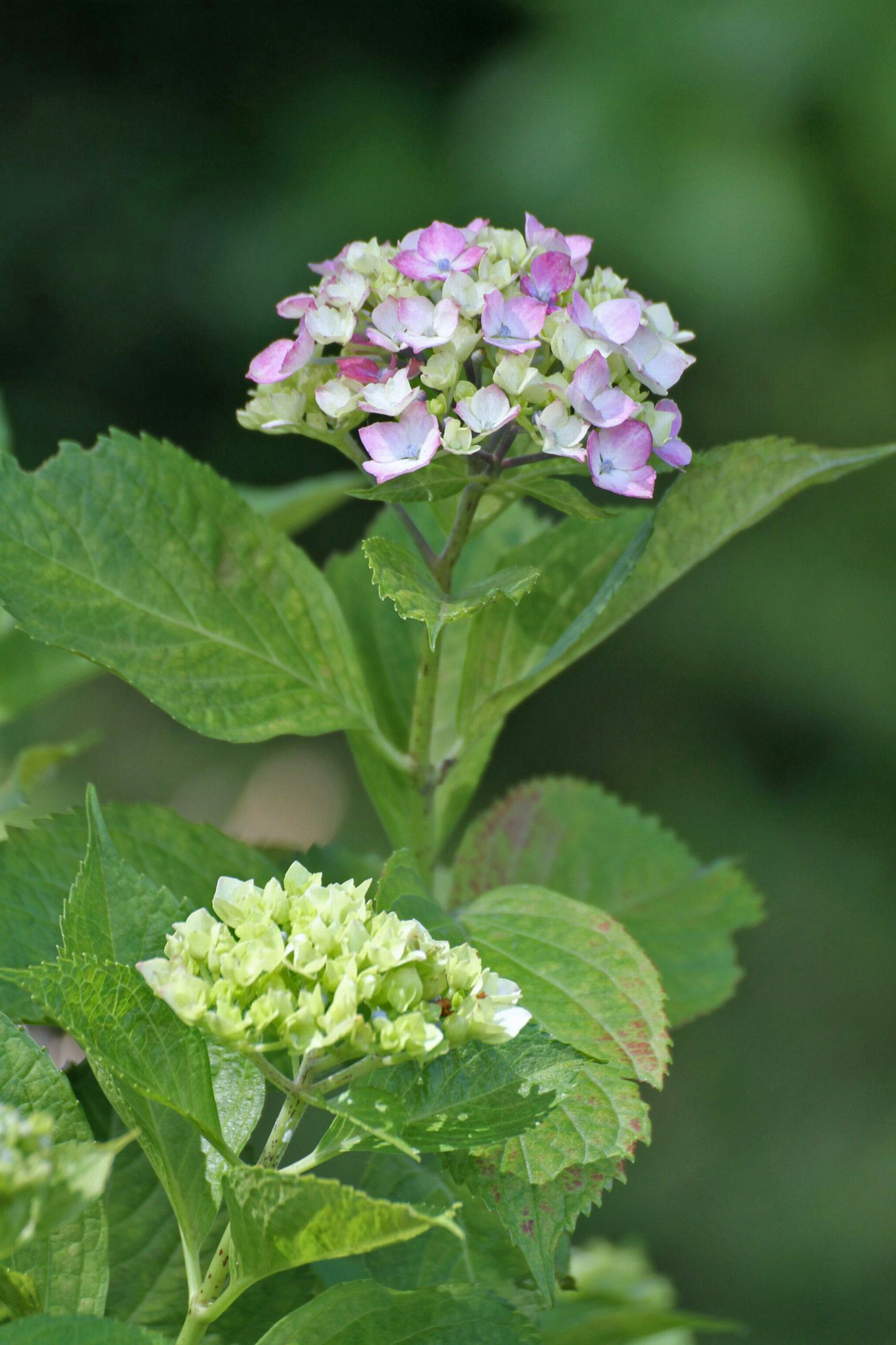 ピンクと緑の花を持つ紫陽花の植物のクローズアップ