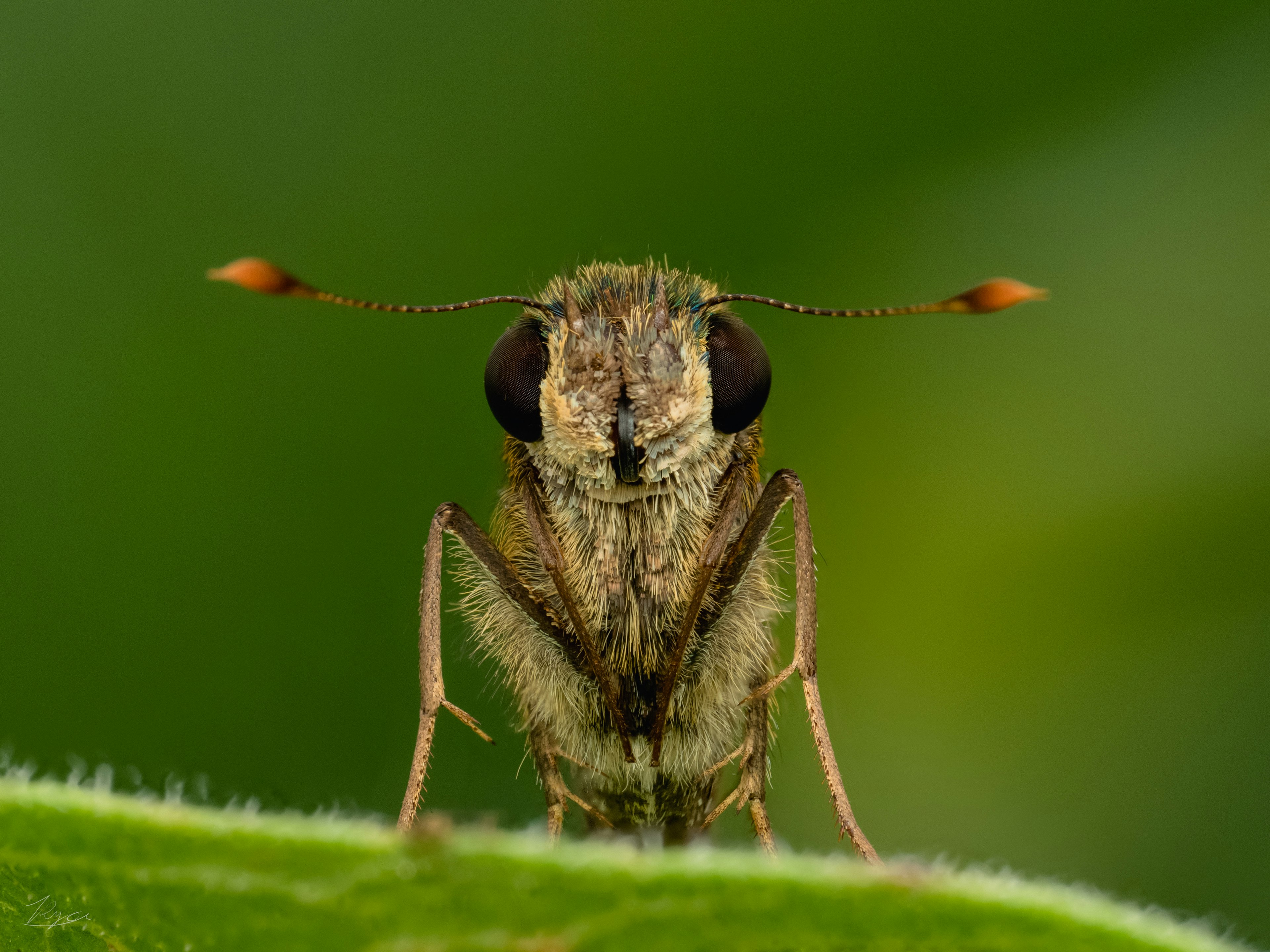 緑の背景を背にした蝶の顔のクローズアップ 目が大きく触覚が特徴的