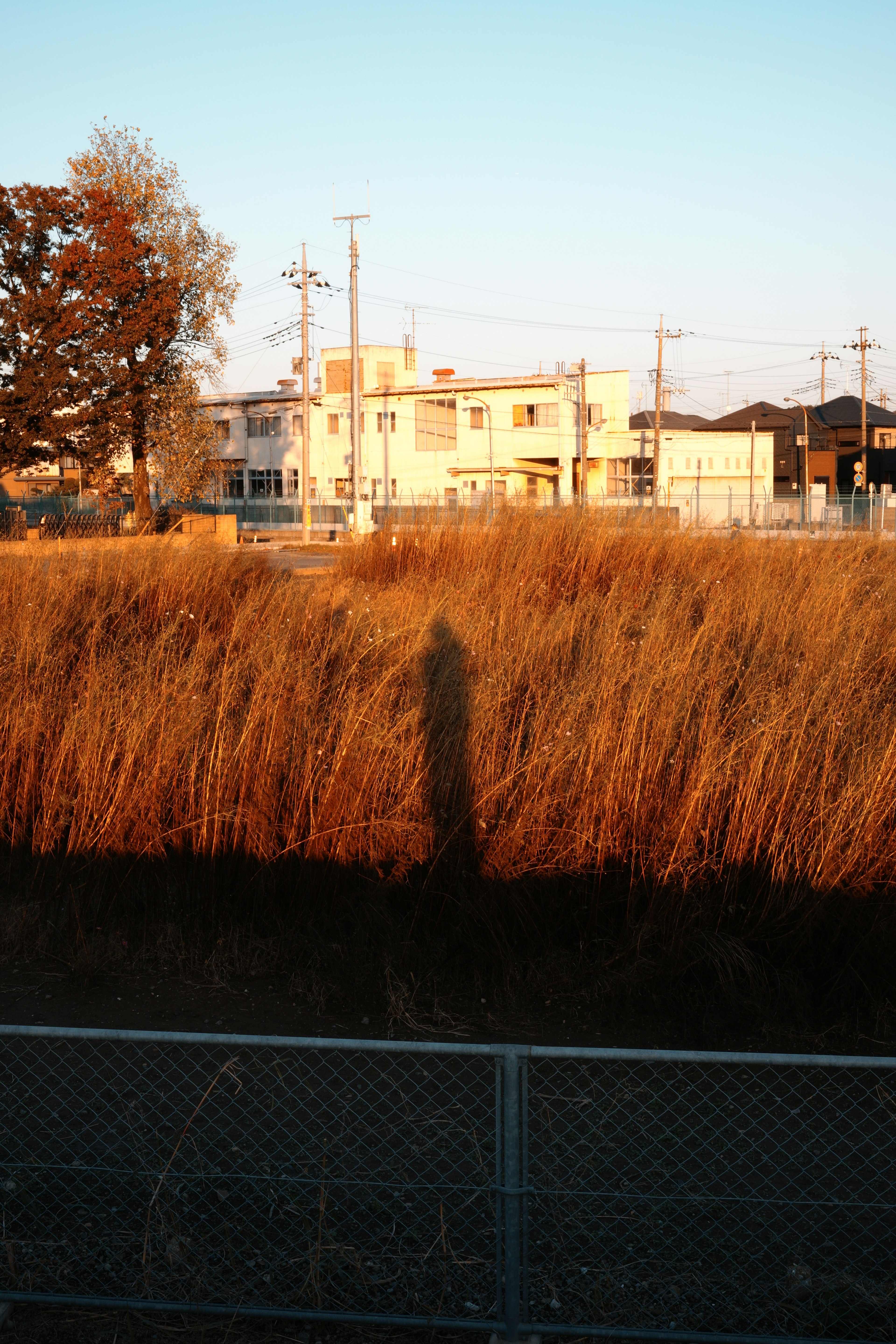 夕焼けの中の草と影のある風景