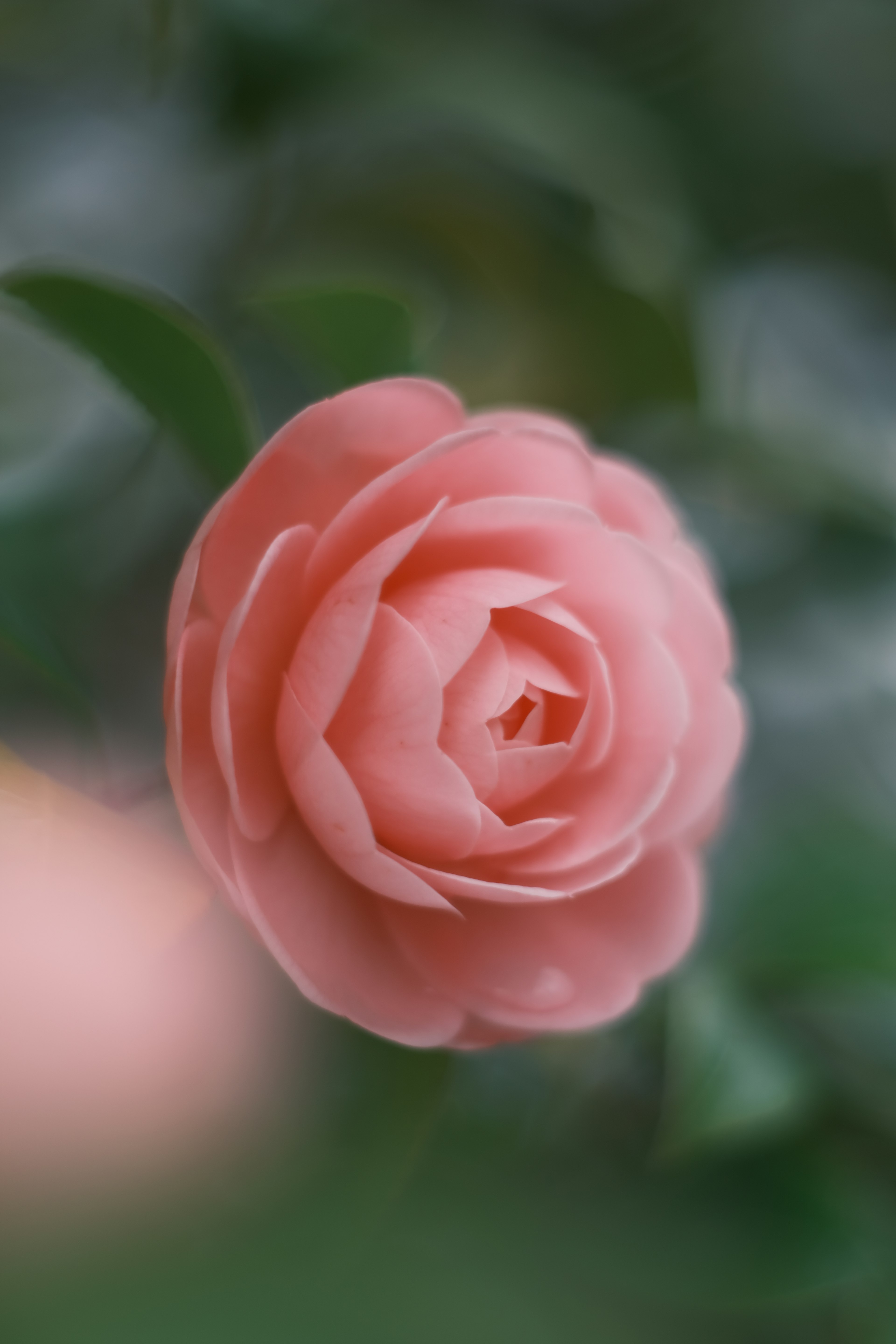 Beautiful pale pink camellia flower in bloom