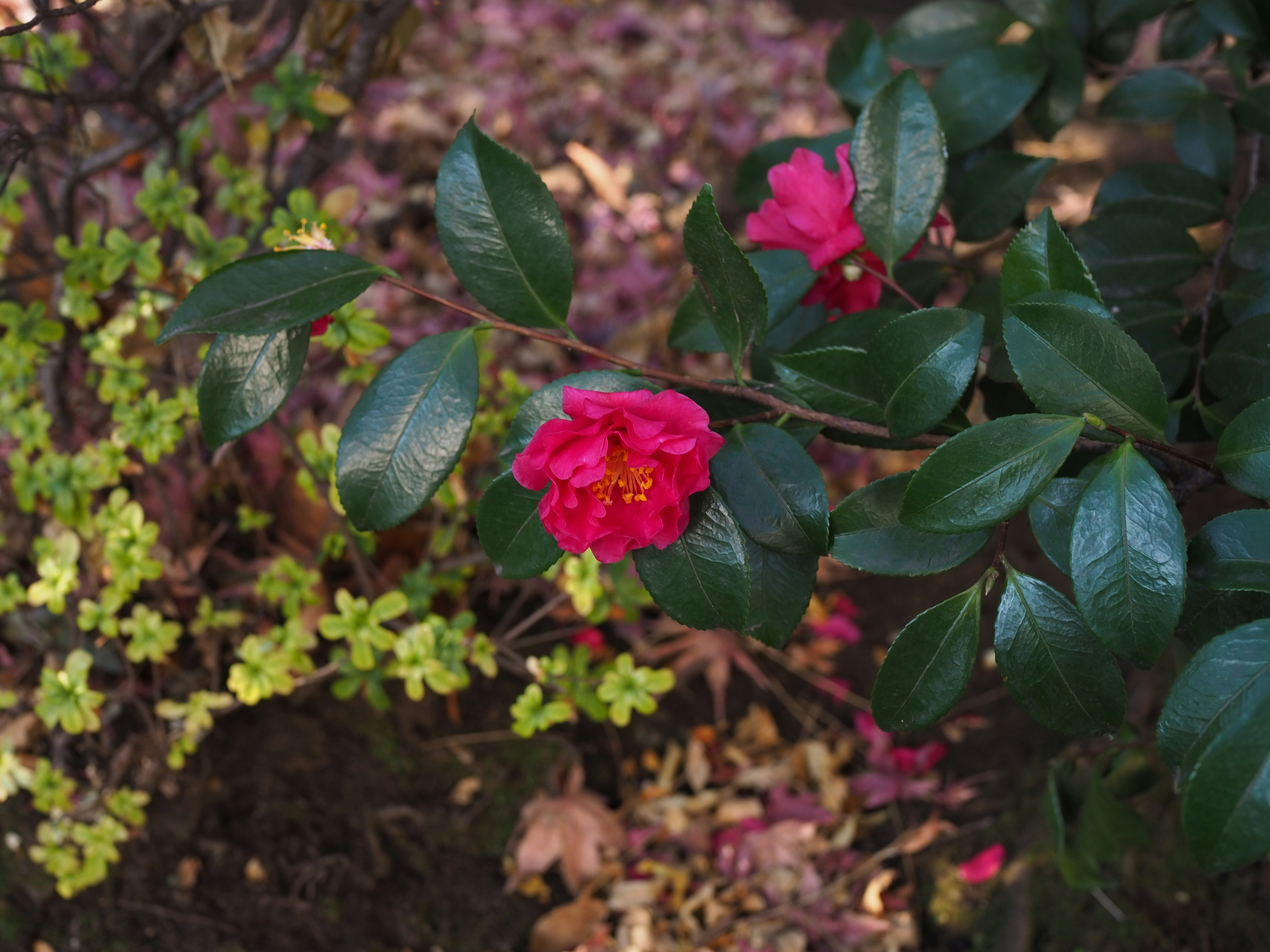 Primo piano di fiori rossi vivaci e foglie verdi su un cespuglio