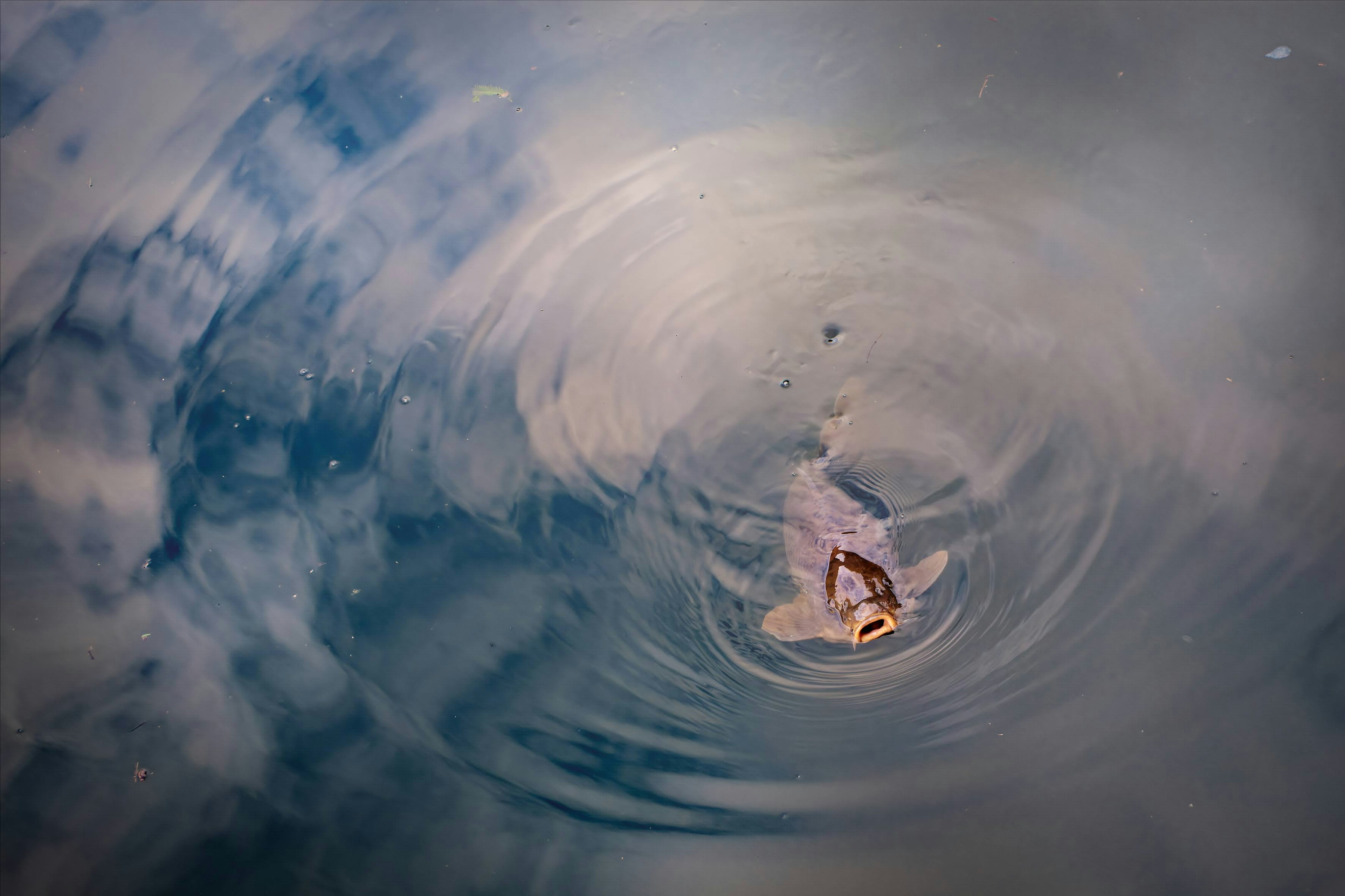 Fish swimming on the water surface creating ripples