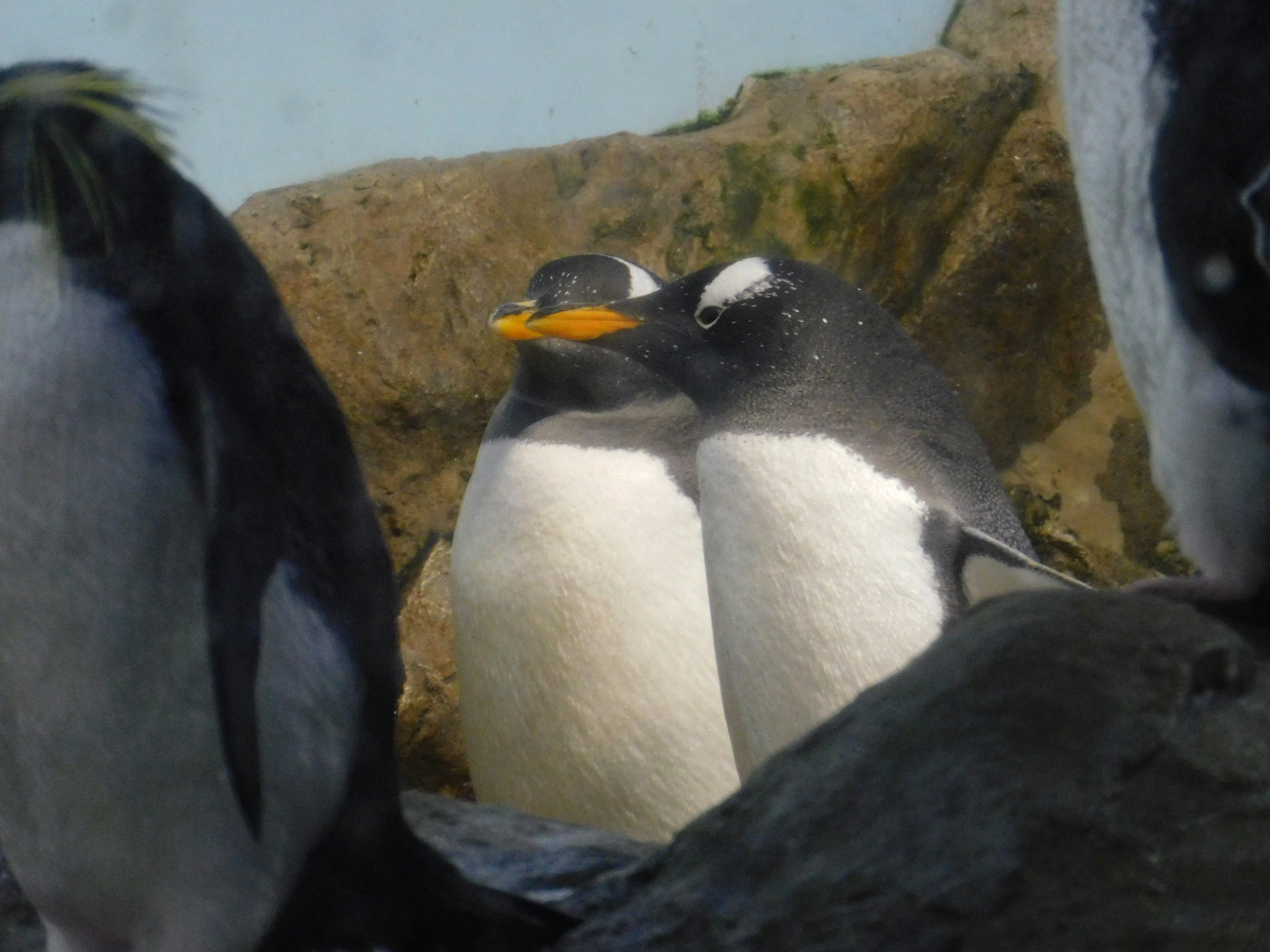 Deux pingouins blottis ensemble sur une roche