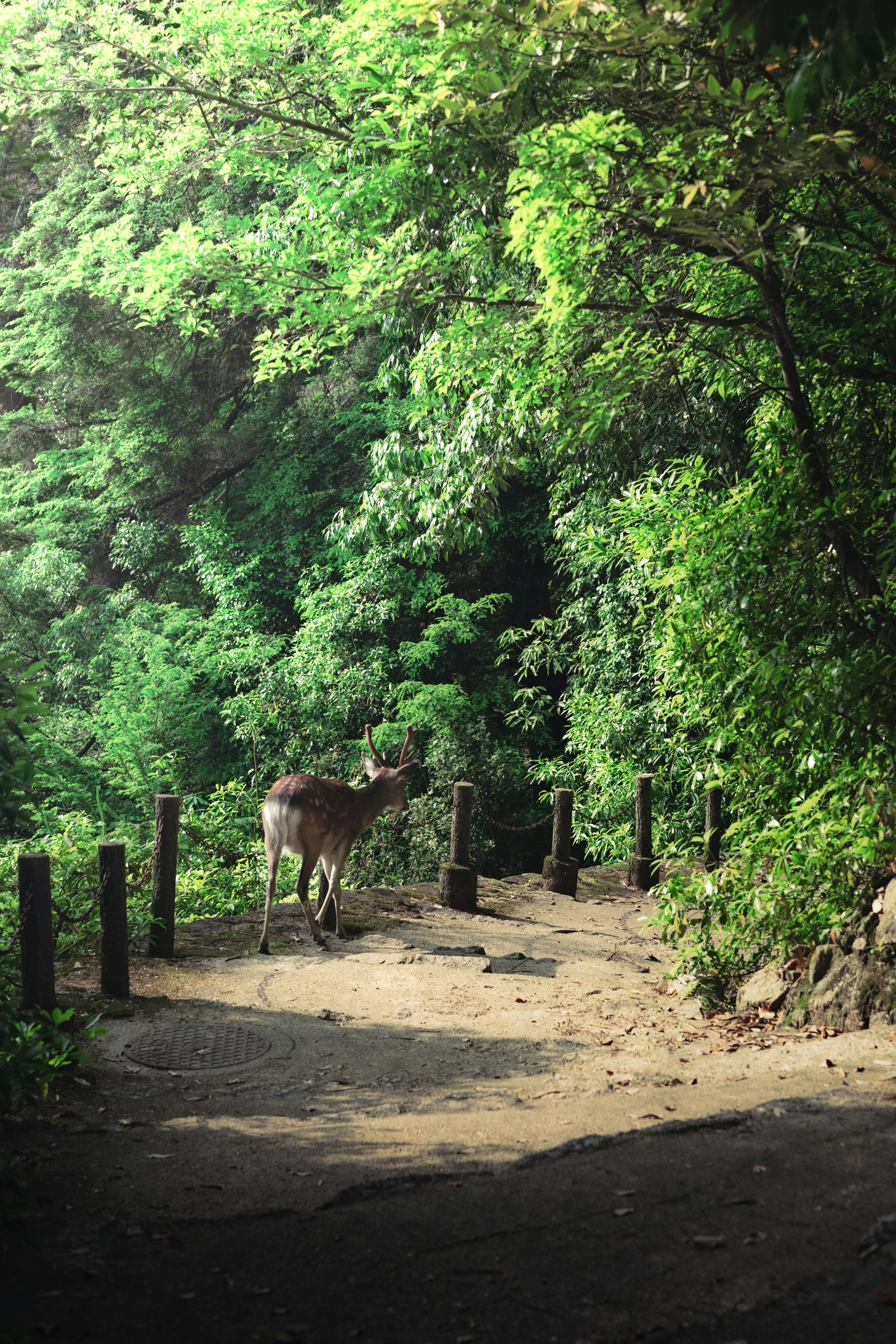 Rusa berdiri di jalan yang dikelilingi oleh hutan hijau lebat