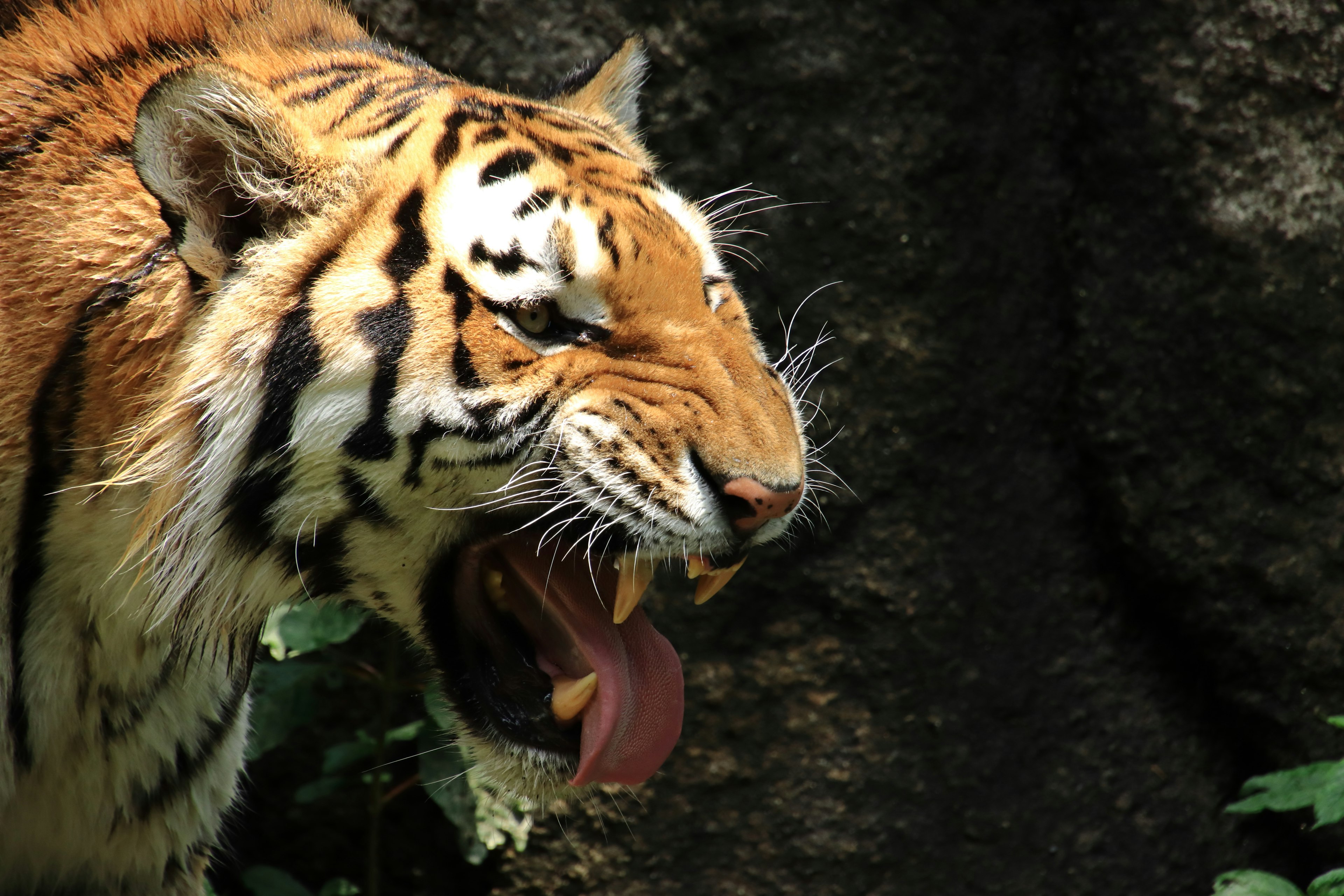 Nahaufnahme eines Tigers mit orange-schwarzen Streifen, der seine Zähne zeigt