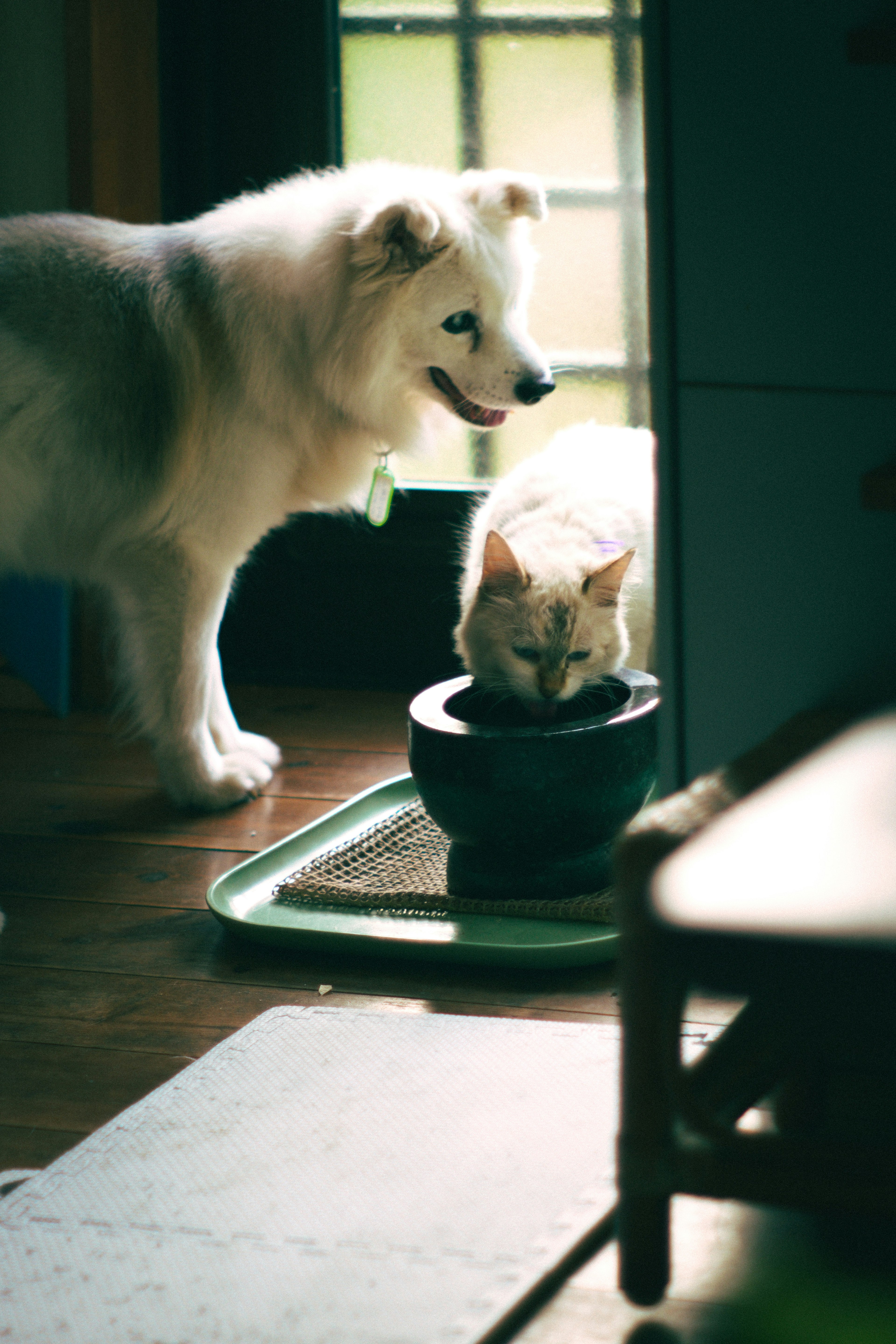 室内场景有一只狗和一只猫 狗有蓬松的白色毛发 猫有奶油色毛发