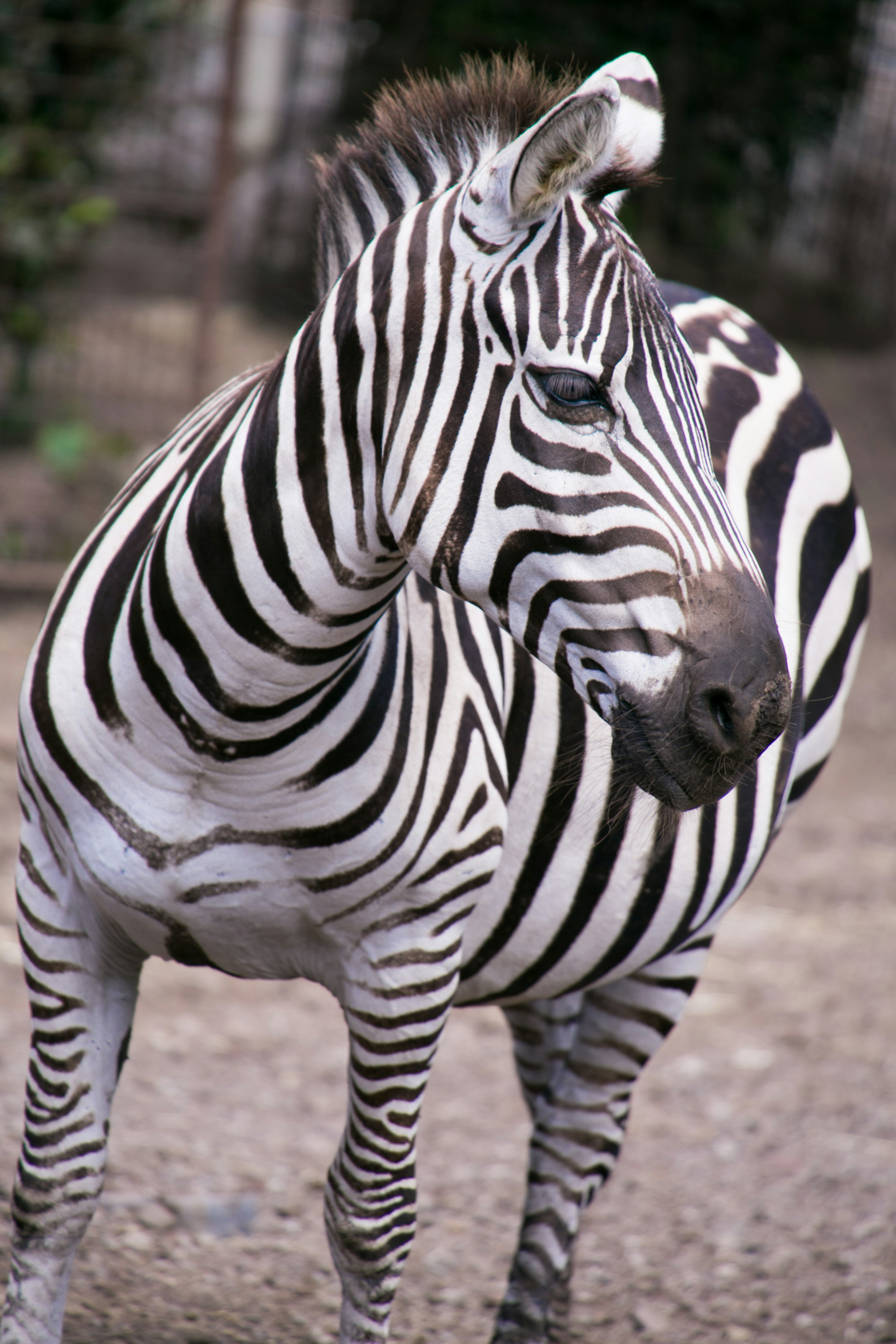 Close-up image of a zebra with black and white stripes