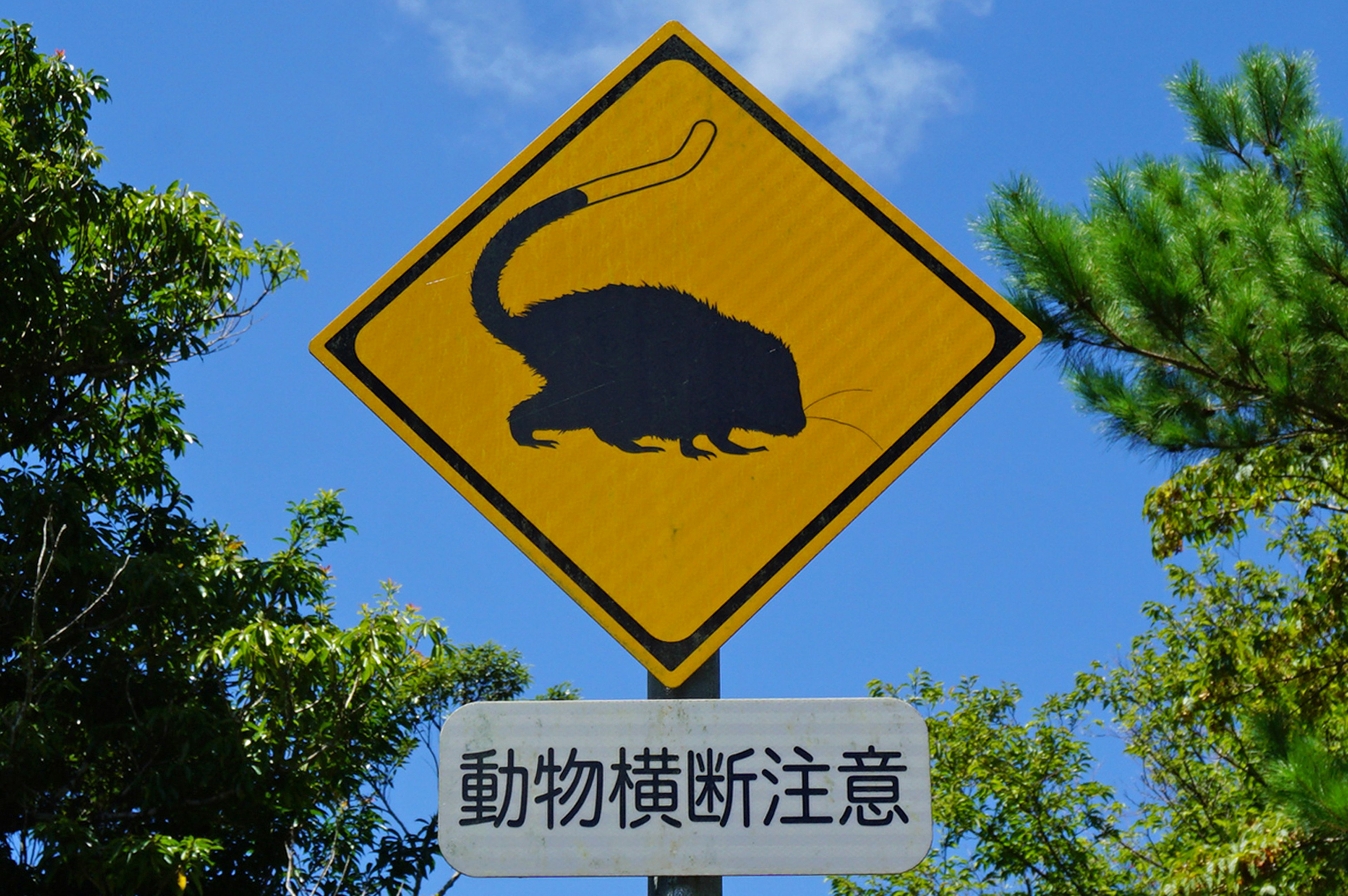 Warning sign for animals crossing under a blue sky