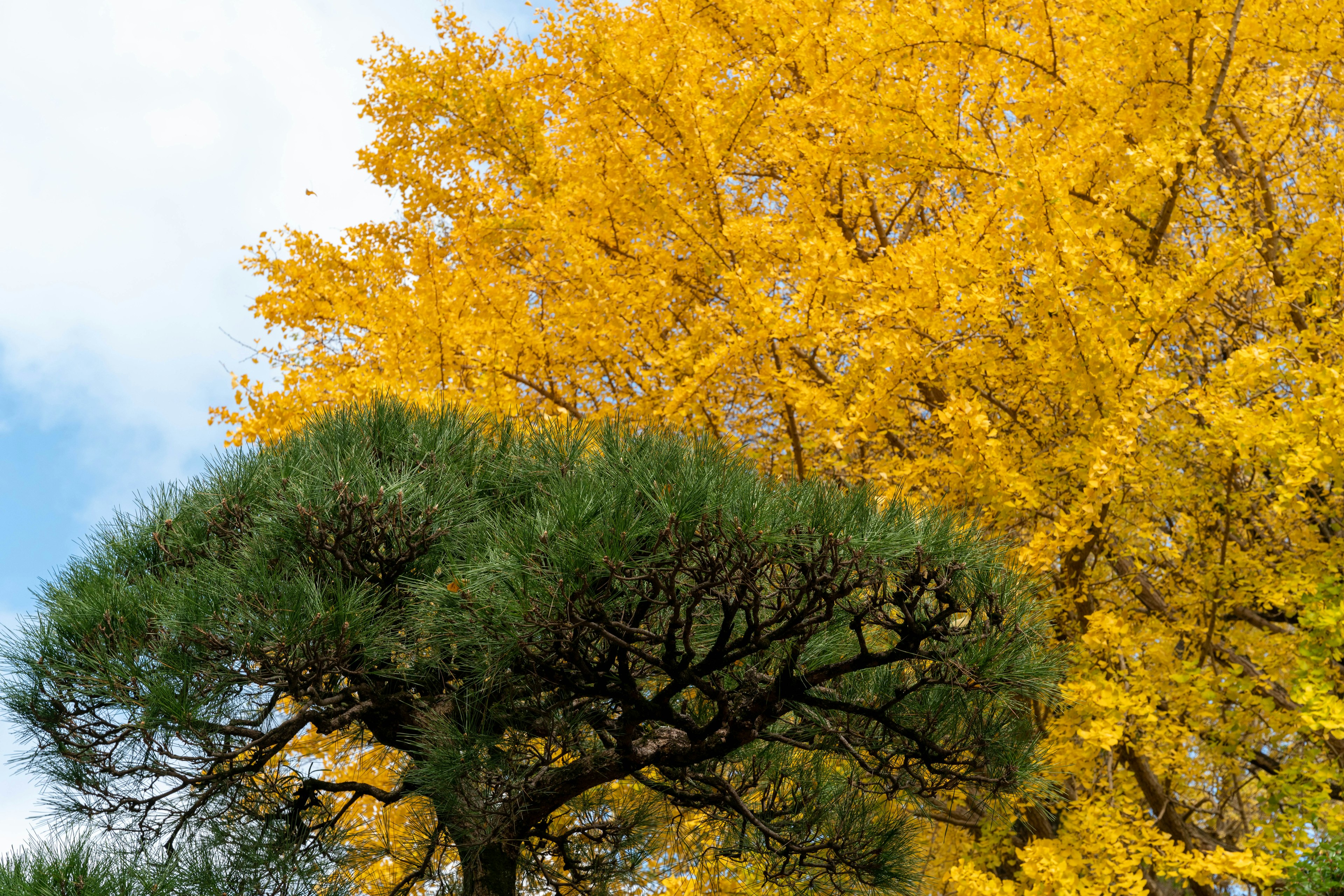 Herbstszene mit einem gelben Ginkgo-Baum und einem grünen Kiefernbaum