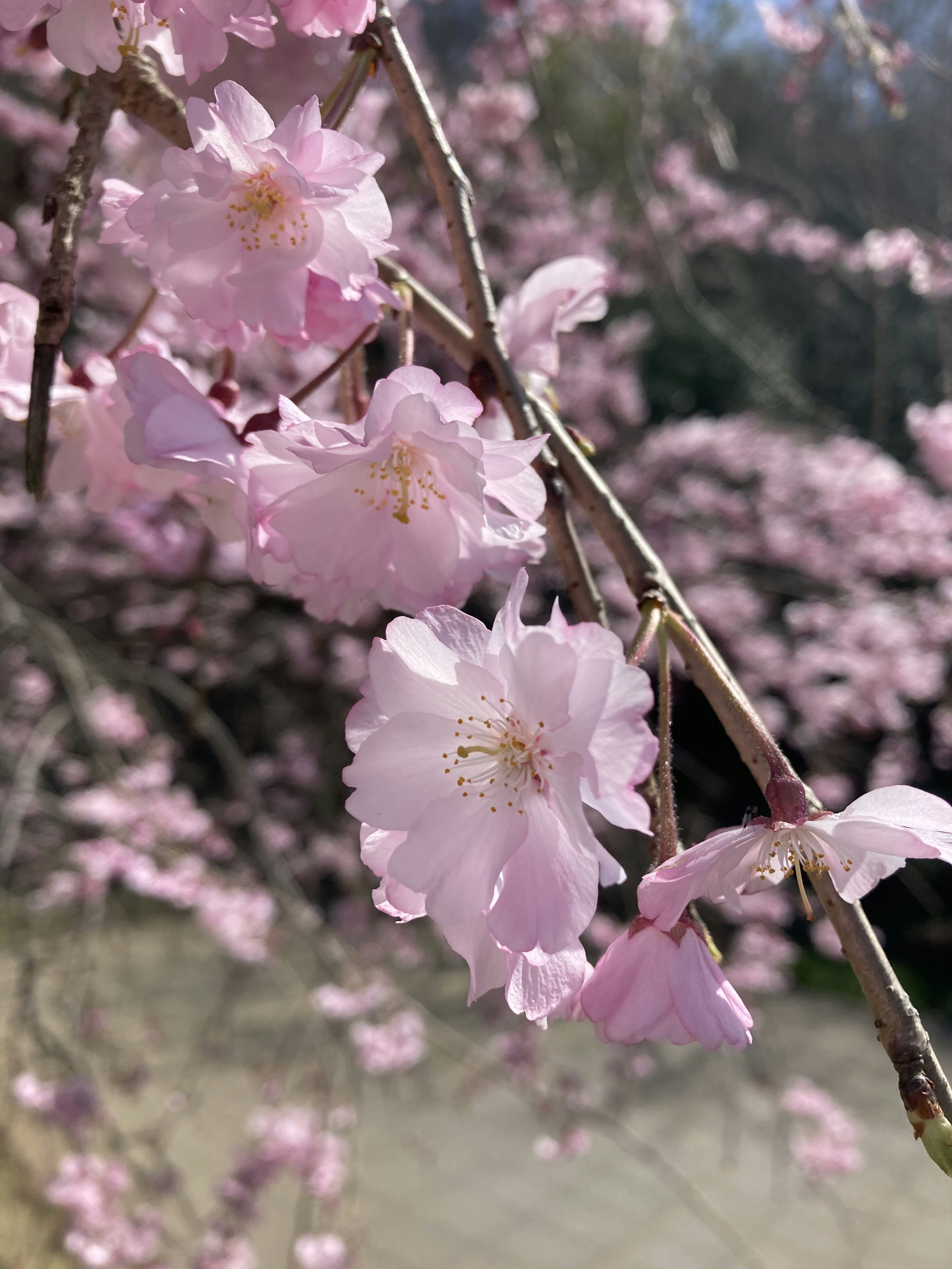 Primer plano de flores de cerezo rosa pálido en una rama