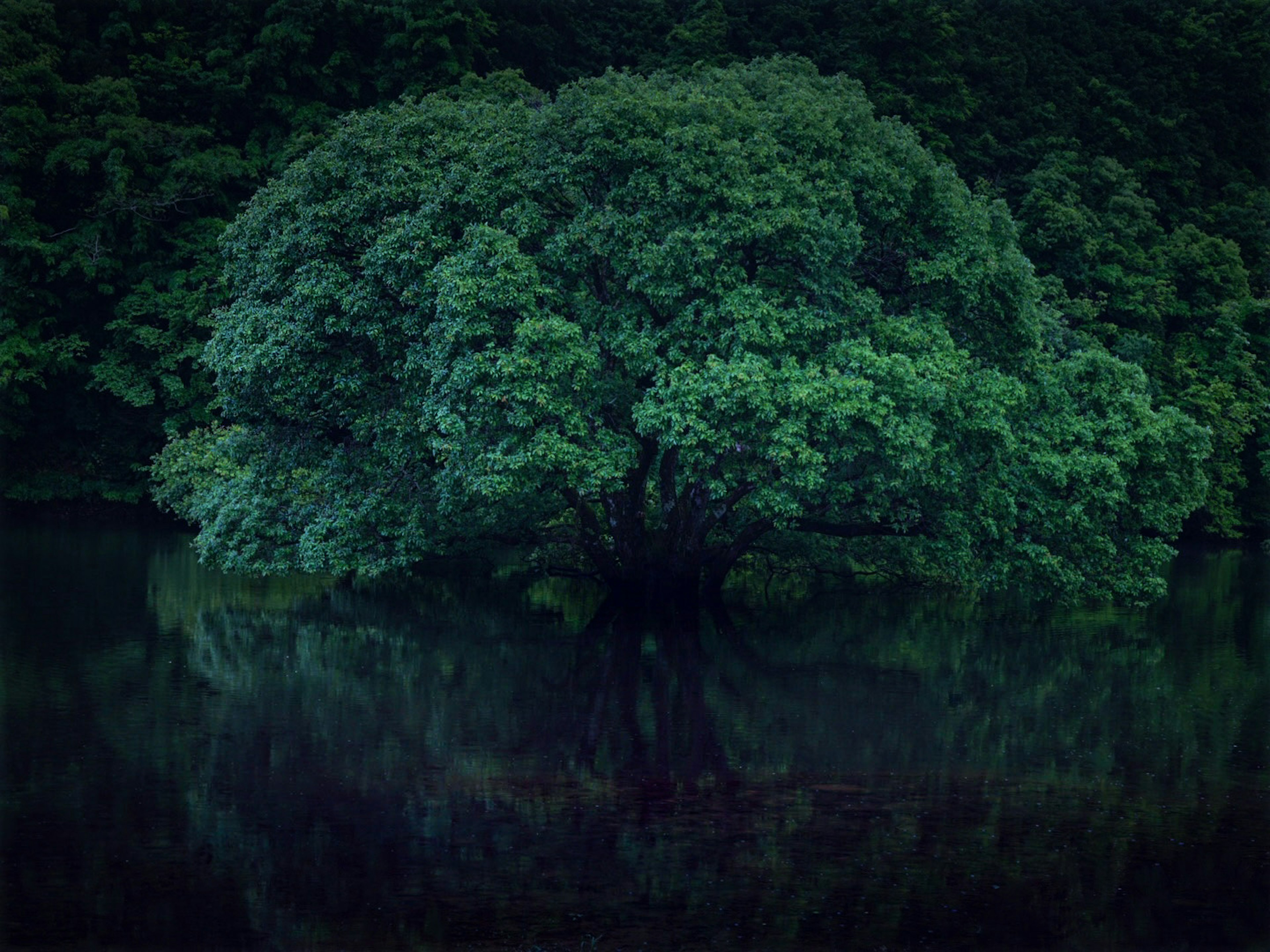 Grande albero verde riflesso nell'acqua scura circondato da una fitta foresta