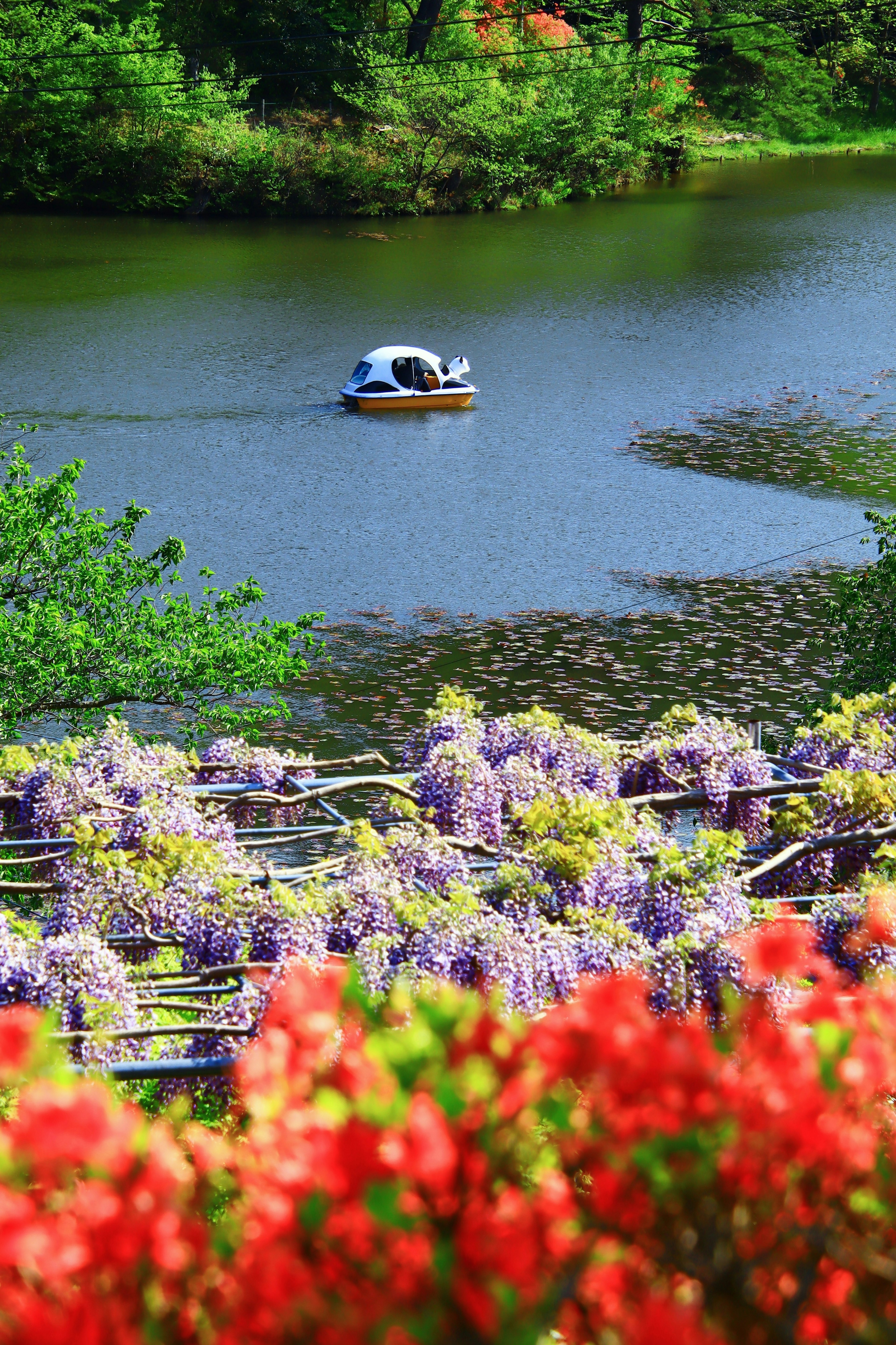 Une vue pittoresque d'un bateau sur un lac tranquille entouré de fleurs en fleurs