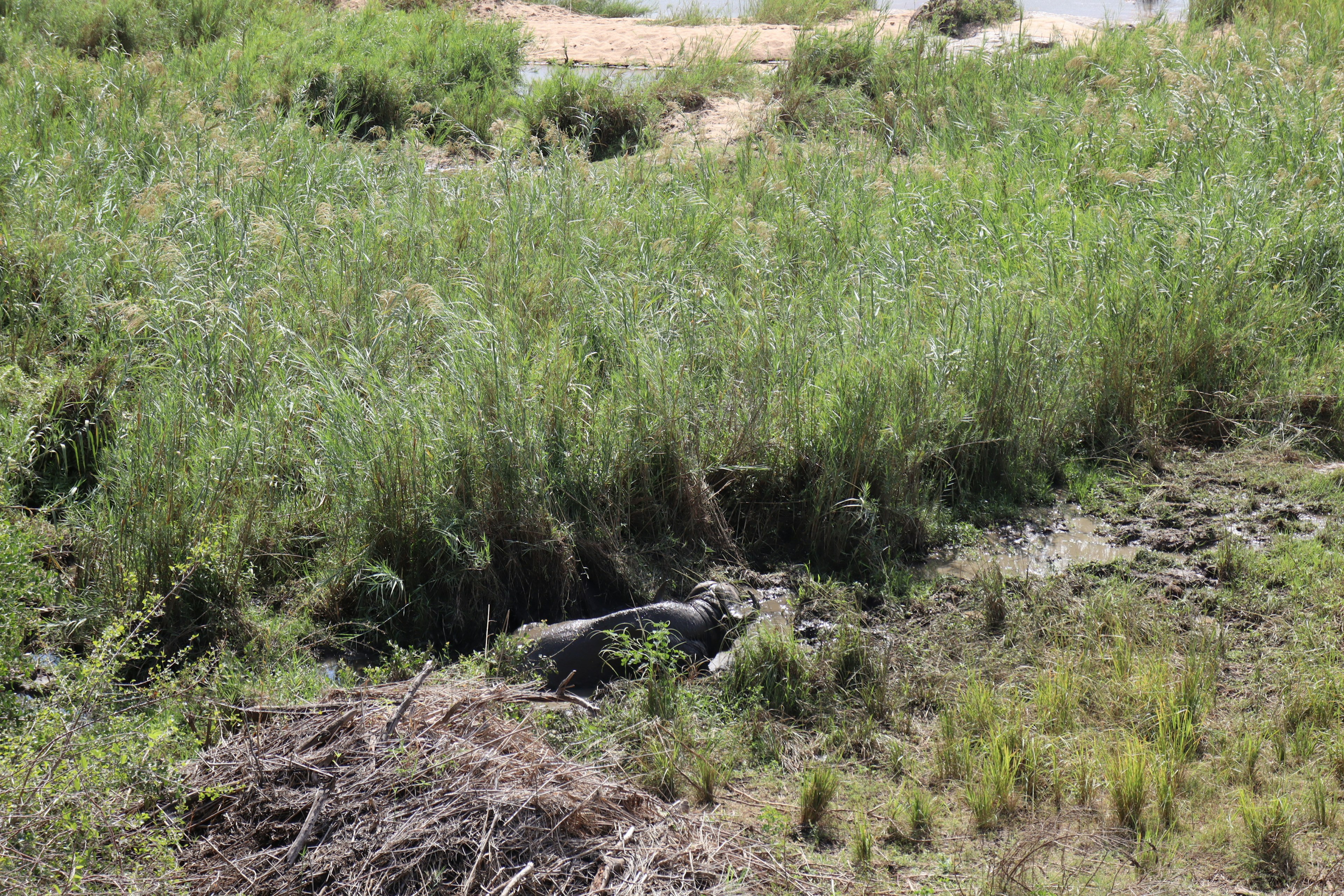 Paysage naturel avec une carcasse d'animal partiellement cachée parmi l'herbe et le sol