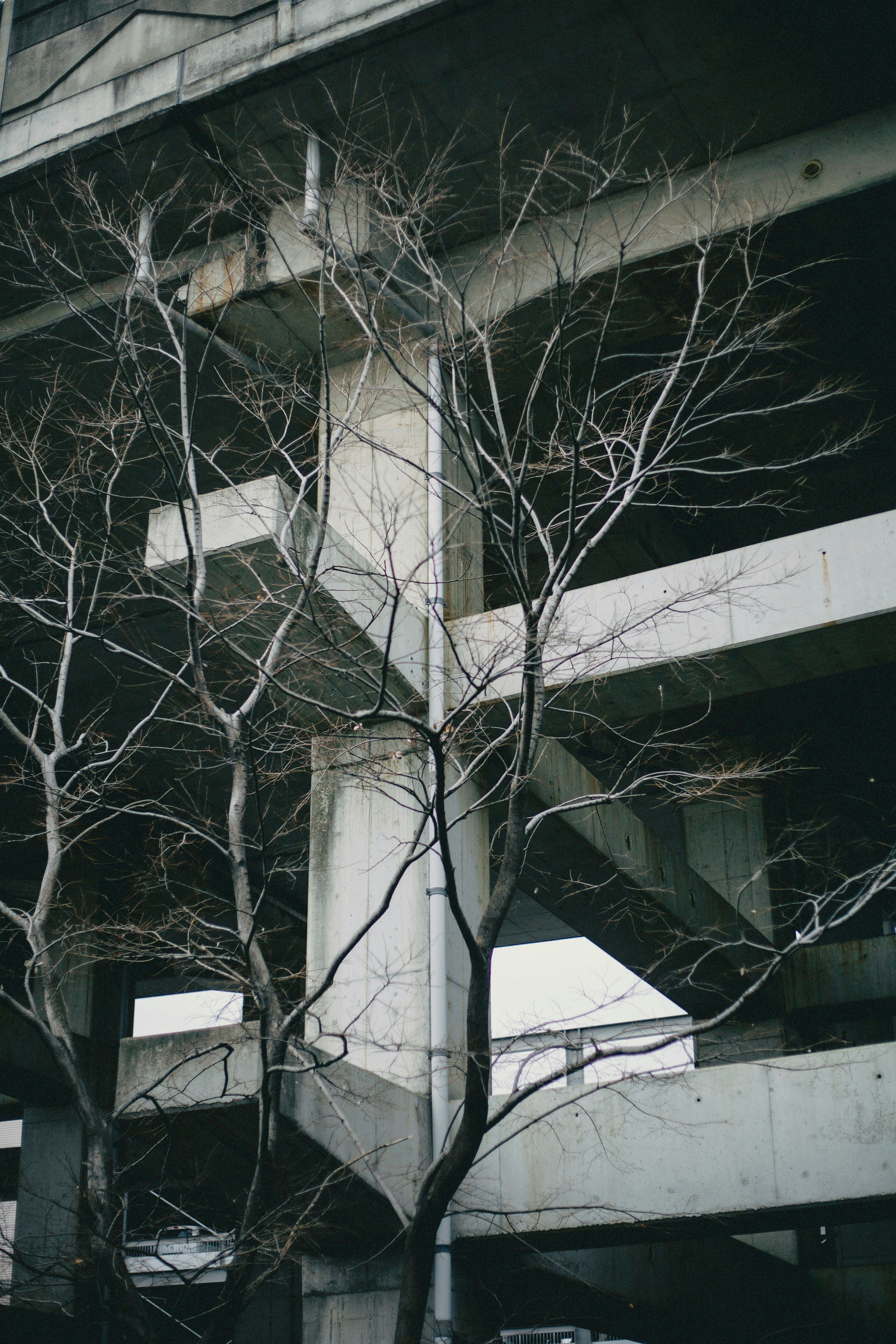 Contrast of a bare tree against a concrete structure