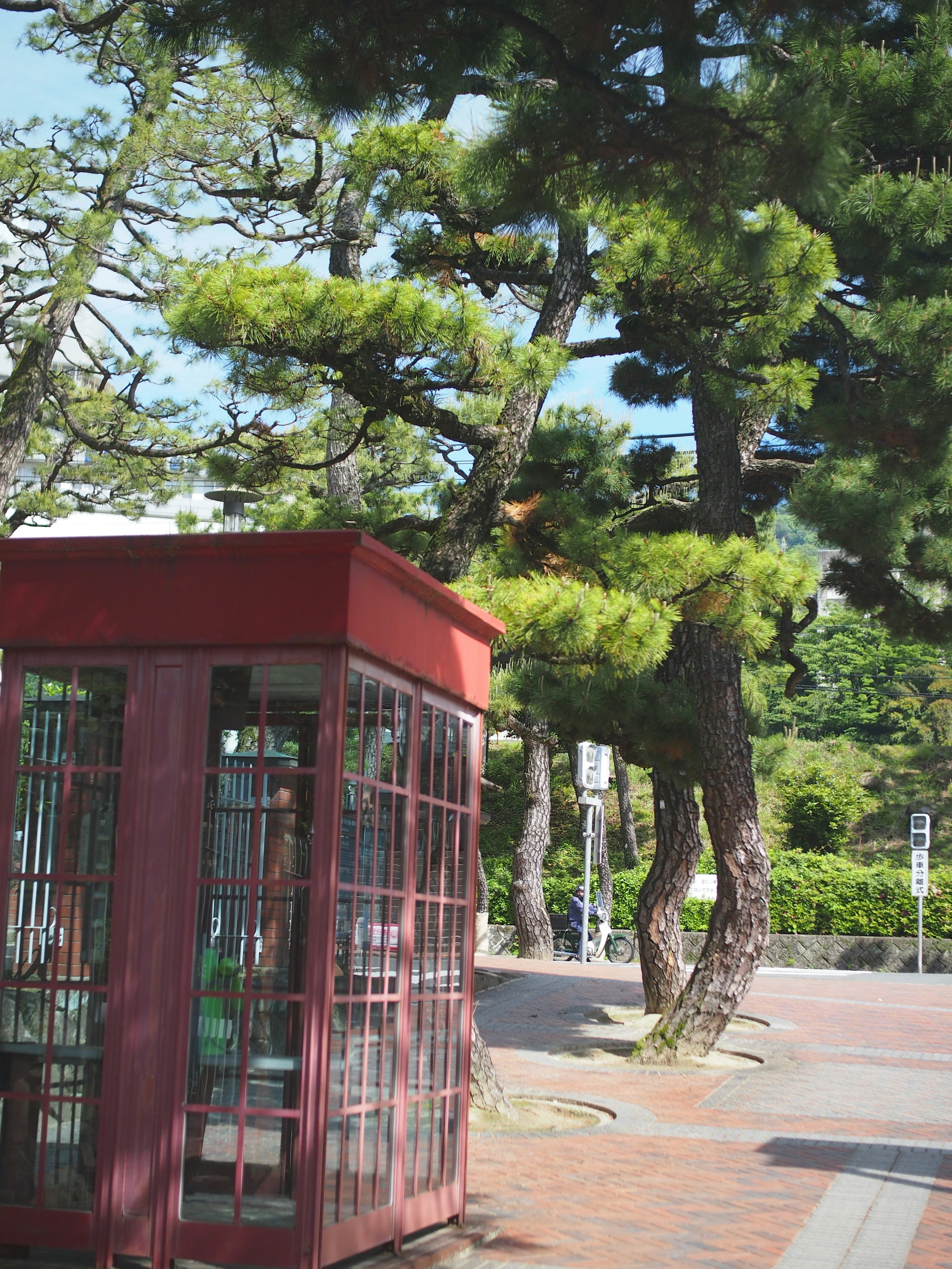 Cabina telefonica rossa accanto a pini