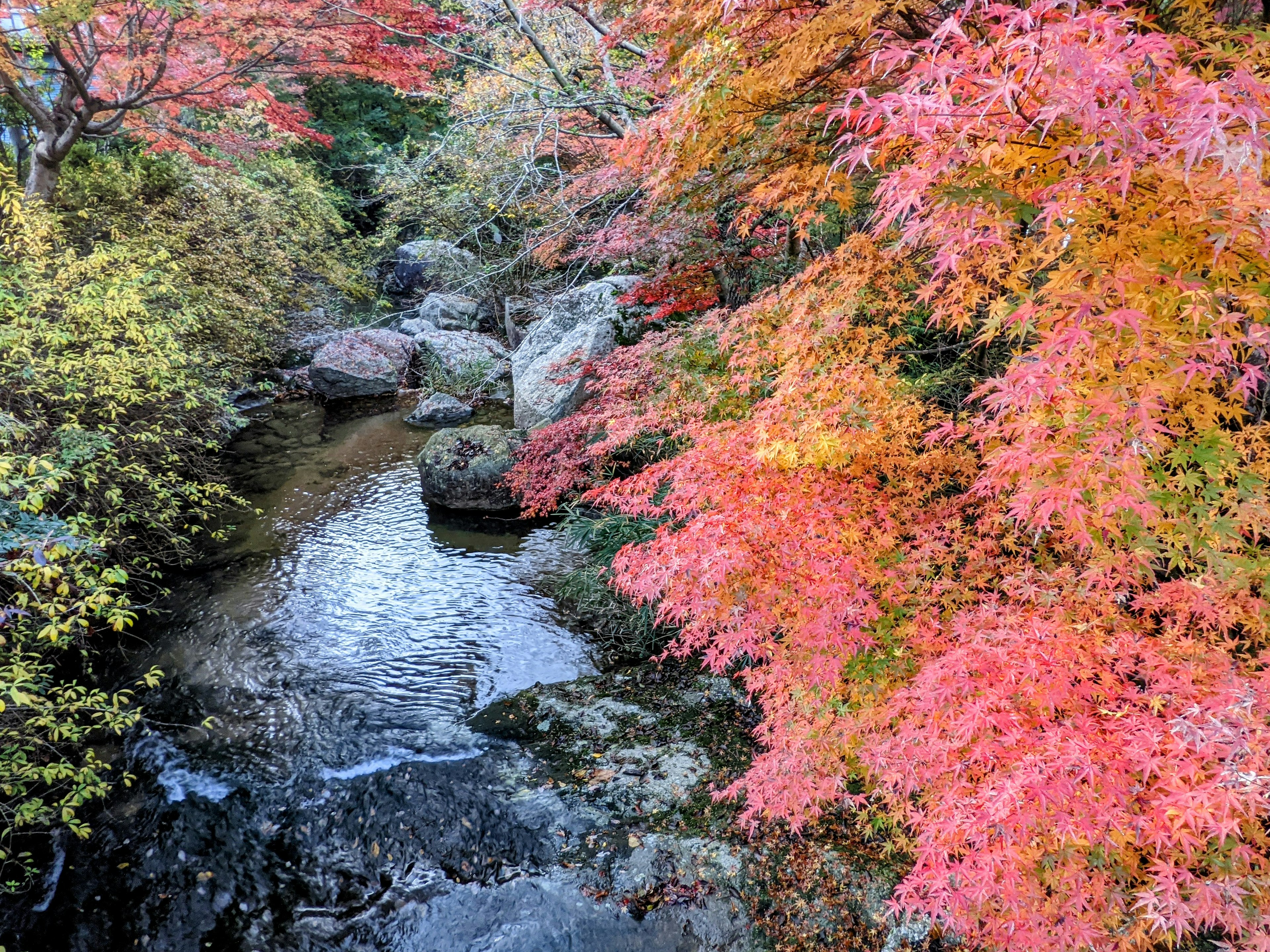 Serene stream surrounded by vibrant autumn foliage