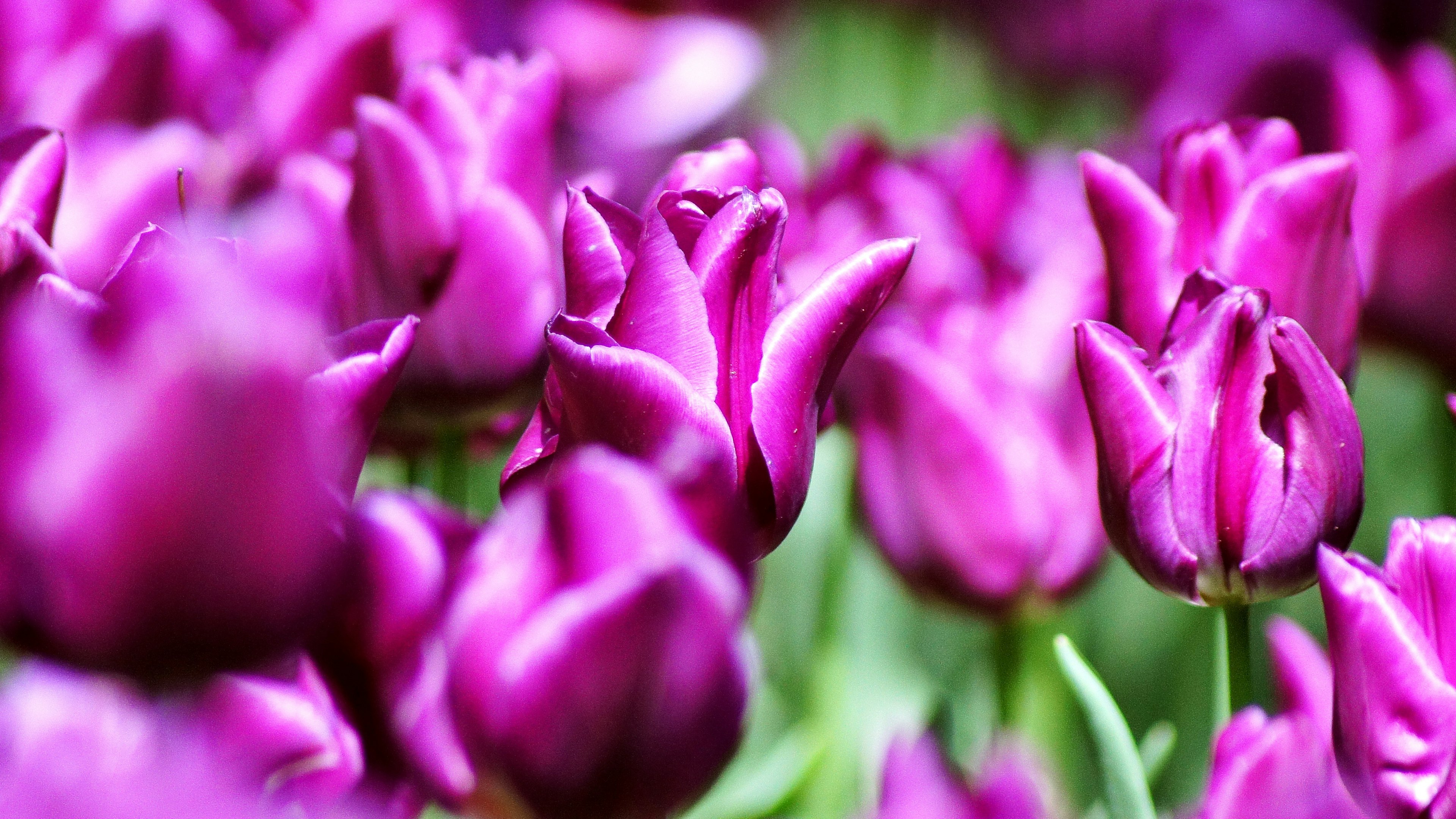 A vibrant field of purple tulips in full bloom