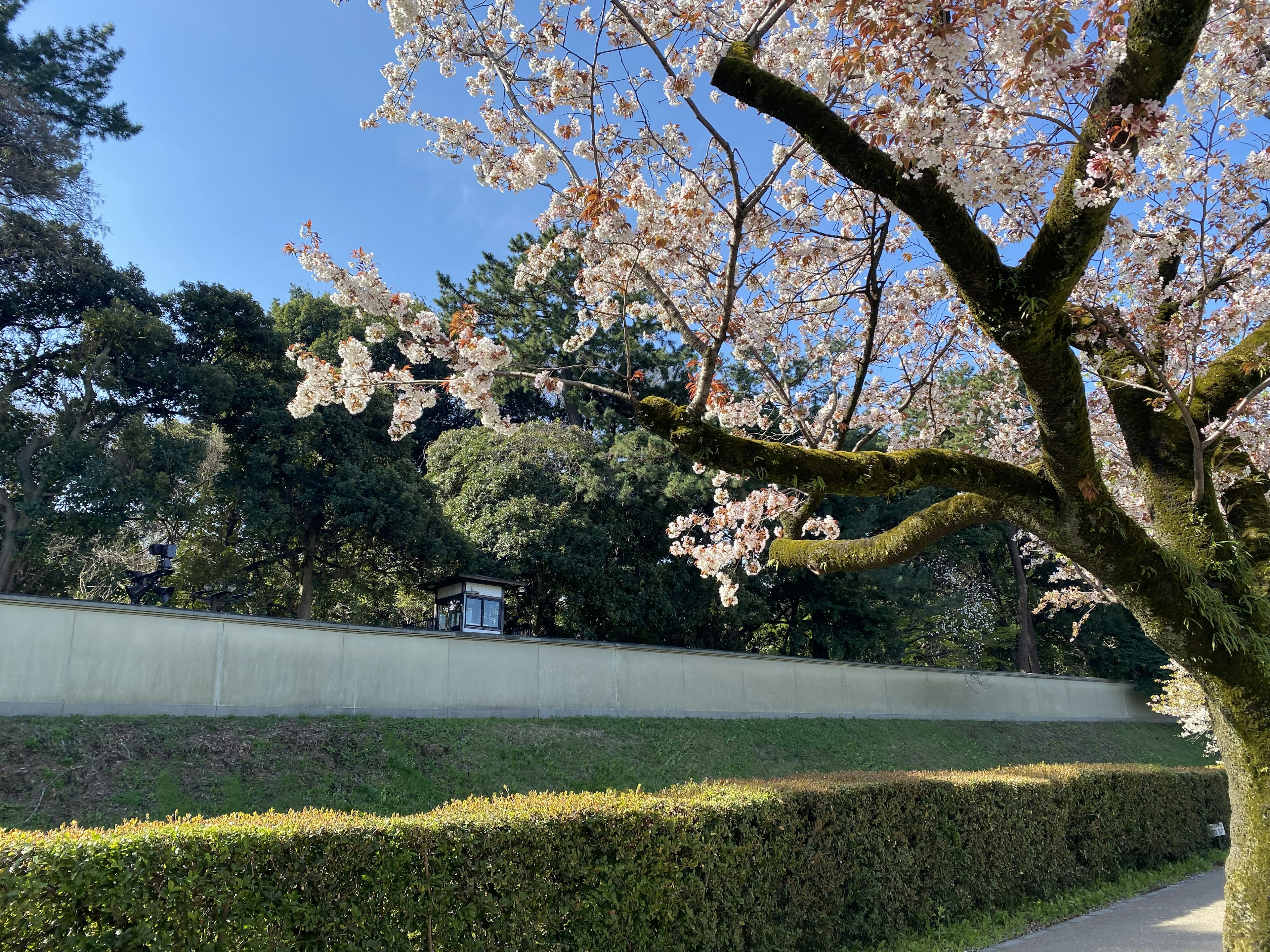 Kirschbaum mit rosa Blüten unter einem klaren blauen Himmel