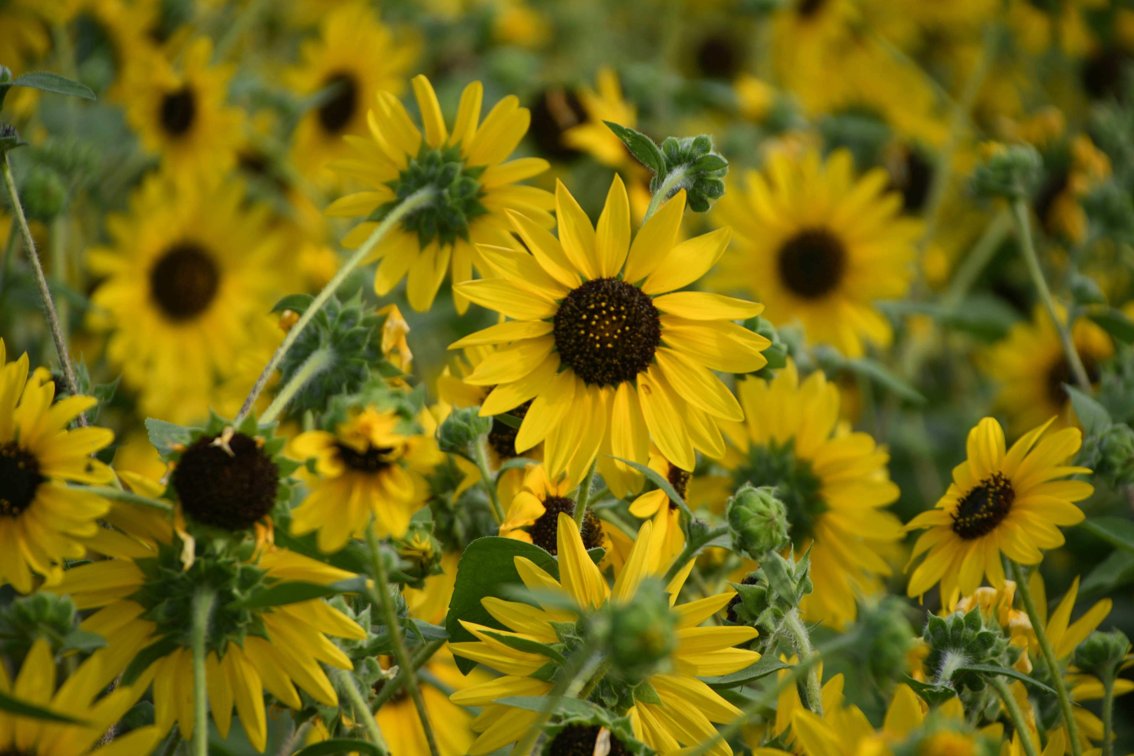 Lebendige gelbe Sonnenblumen blühen auf einem Feld