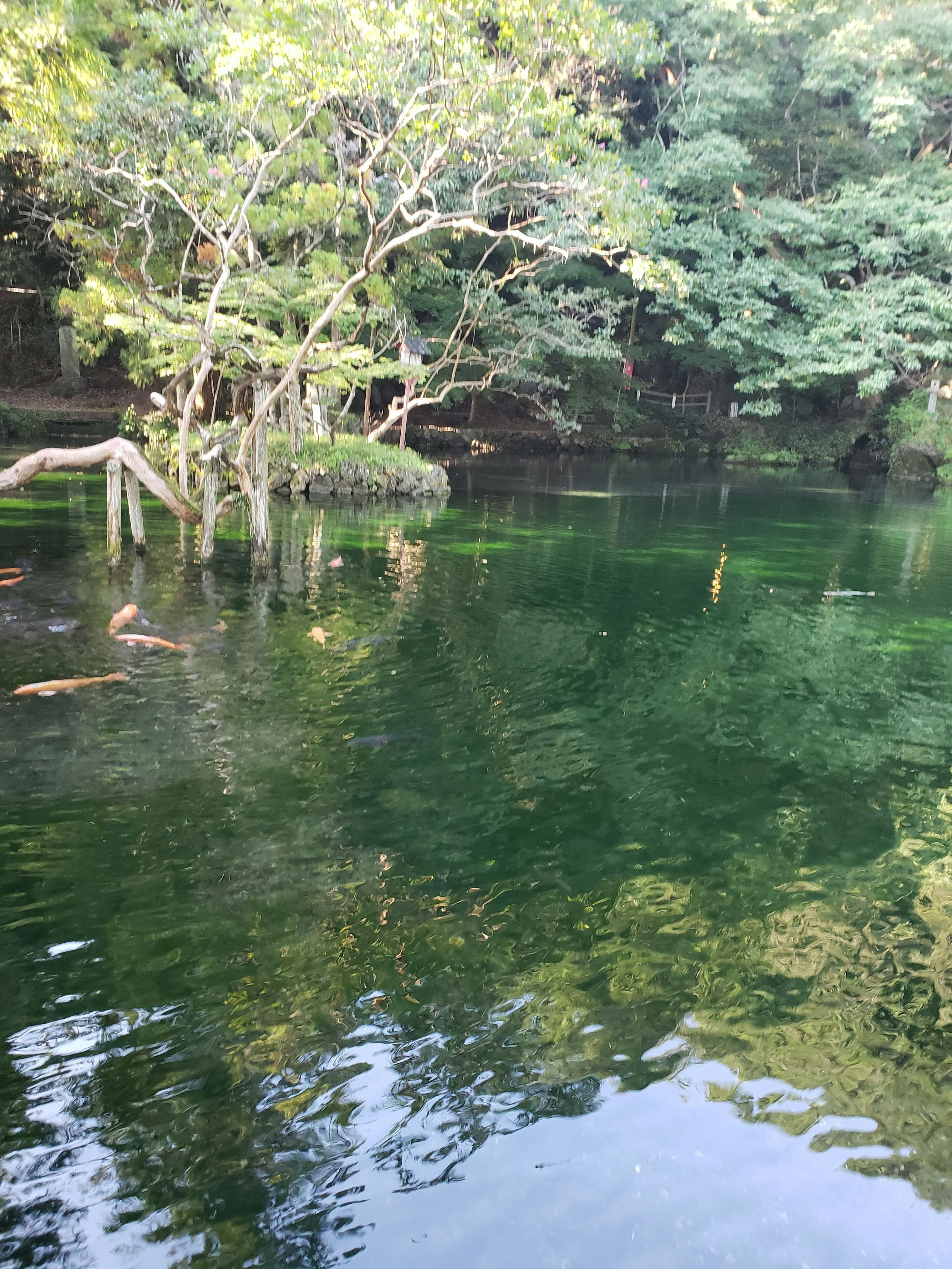 Calm lake reflecting lush green trees and serene water surface