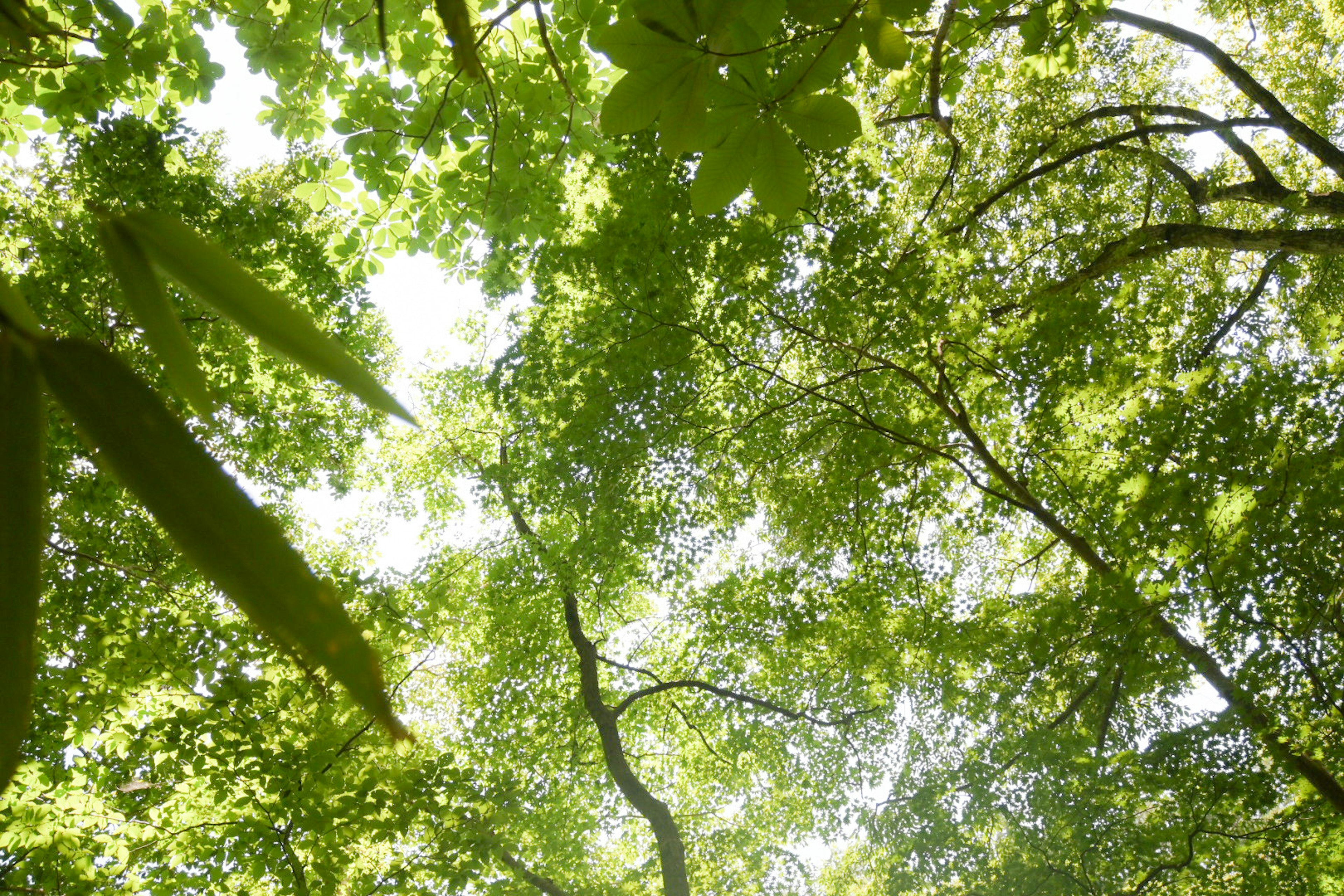 Image regardant vers le haut à travers le feuillage vert luxuriant d'une forêt