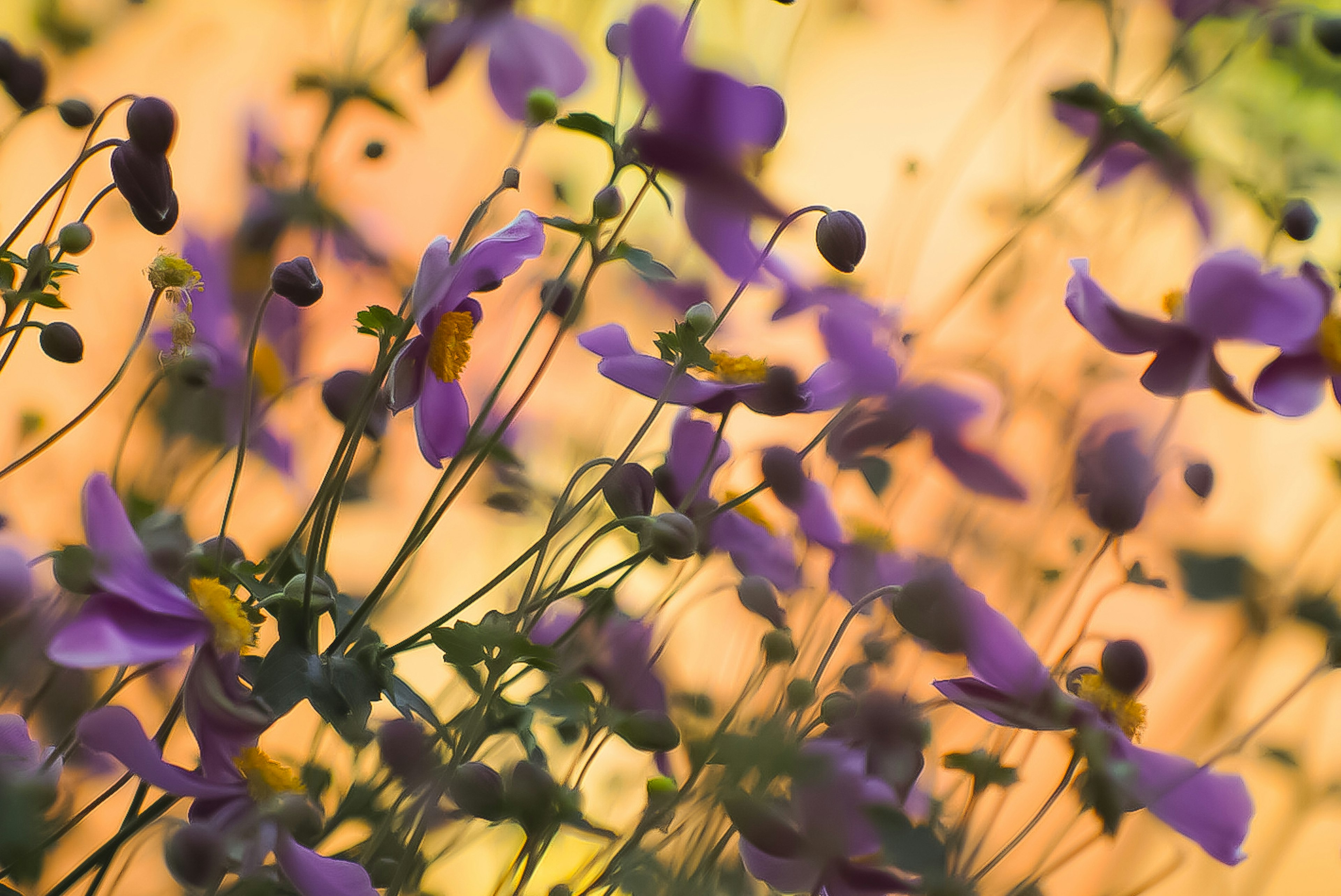 夕日の中で揺れる紫色の花々の群れ